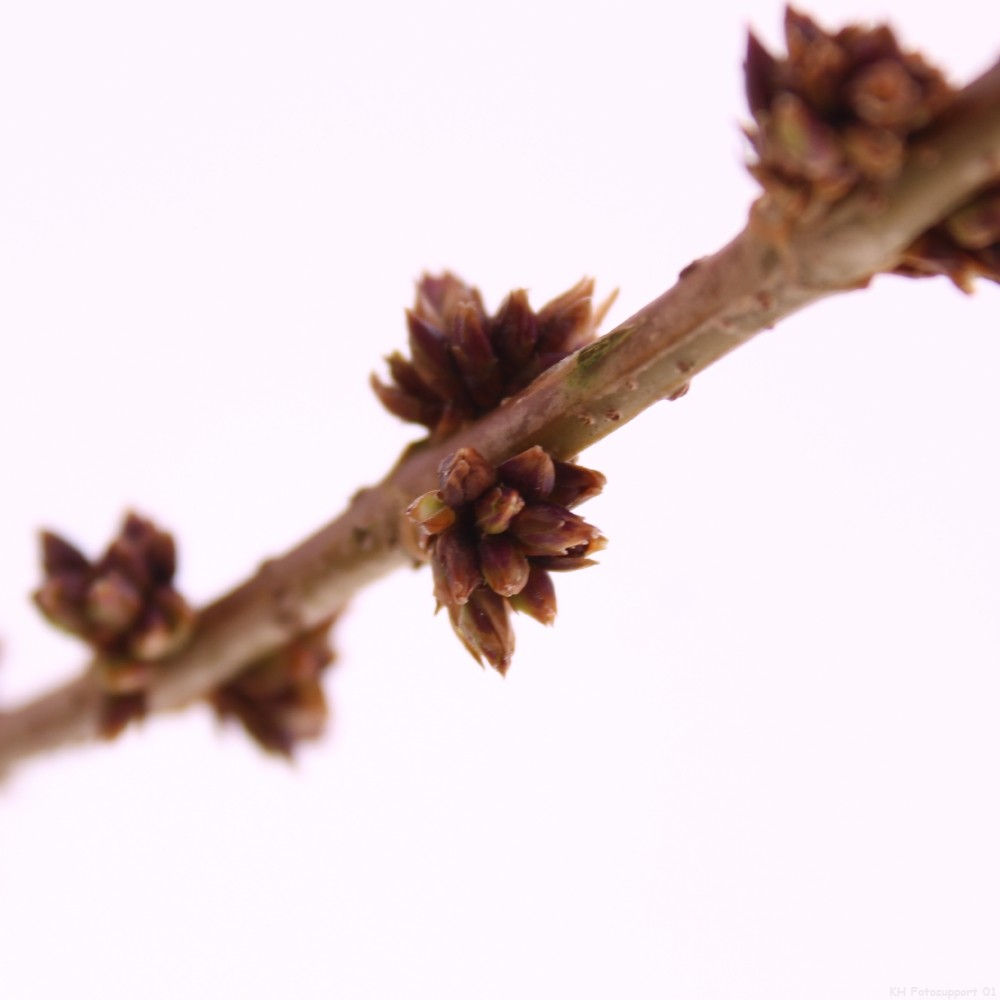 Picture of Forsythia x intermedia 'Mikador'