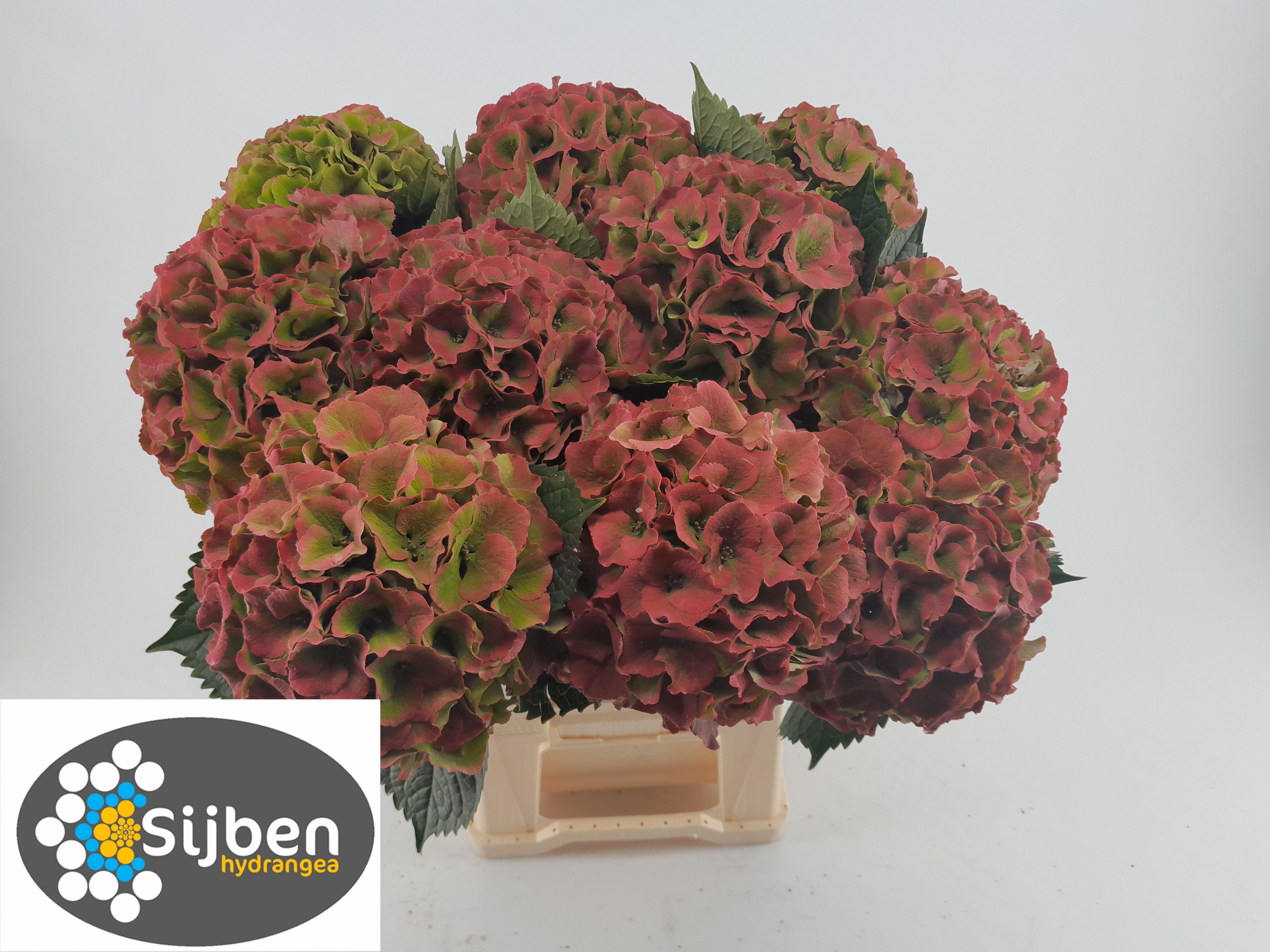 Hydrangea Royal Palace Classic 80cm 20Ø