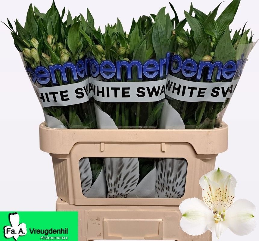 Alstr White Swan 75L.cm 90gram 23bloei