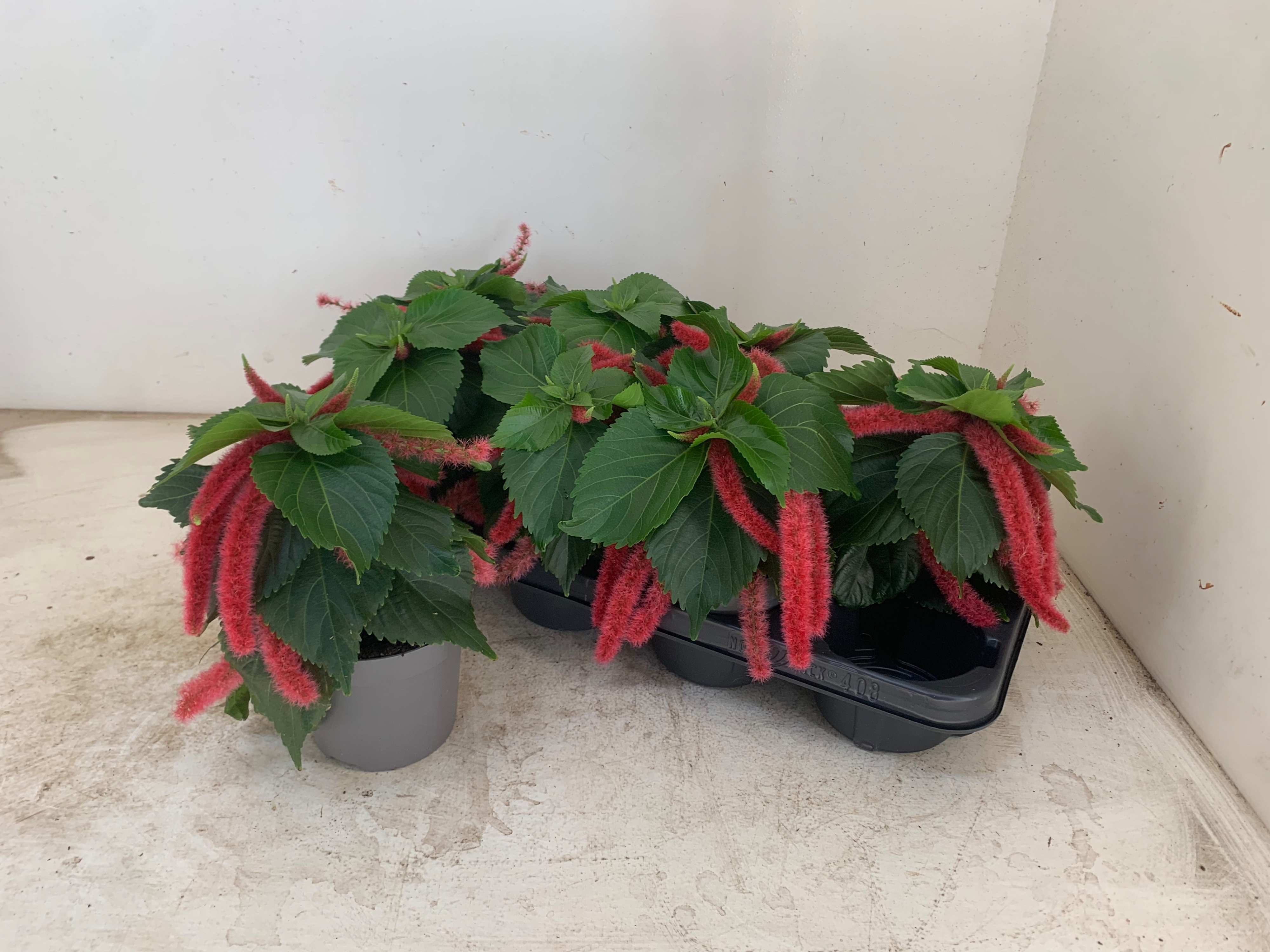 Acalypha hispida - Acalypha