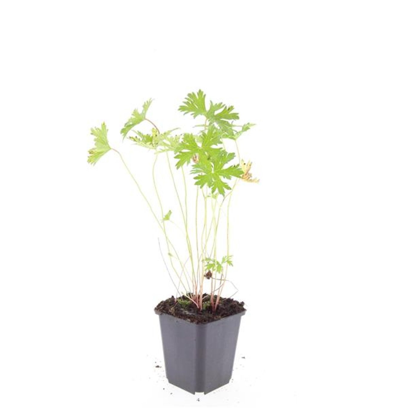 Geranium 'Johnson's Blue'