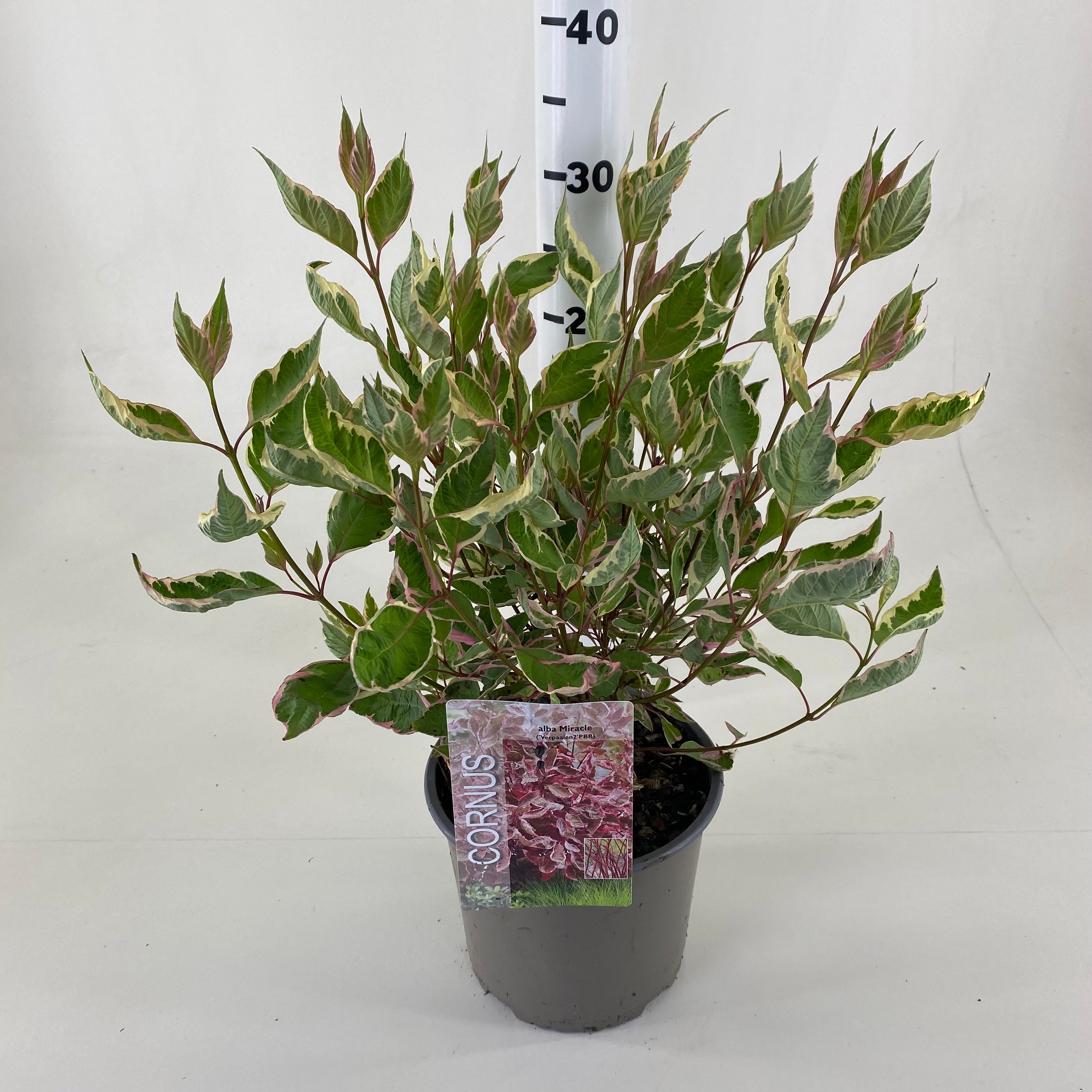 Picture of Cornus alba Miracle ® P19 (3 Ltr)