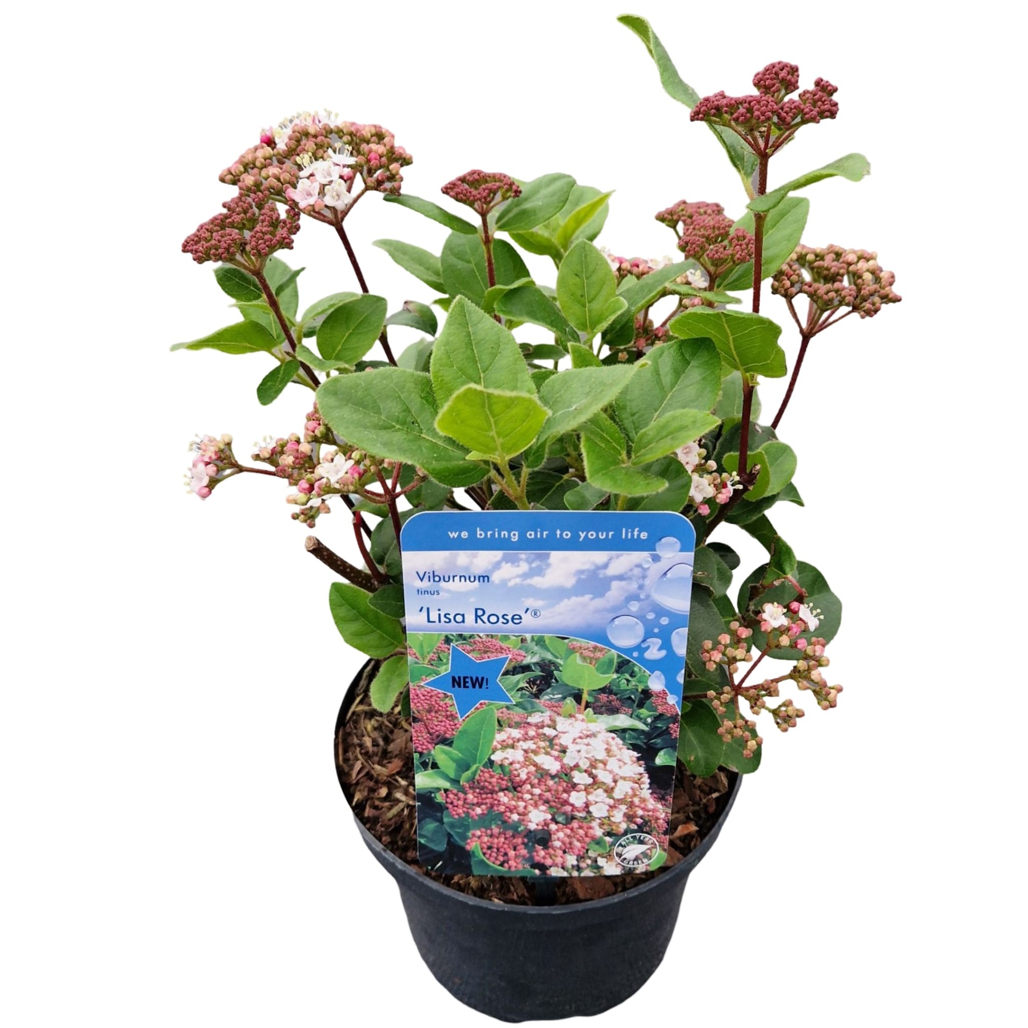 Picture of Viburnum tinus 'Lisa Rose' ®