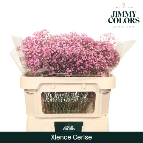 Gyps Xlence L70 Cerise