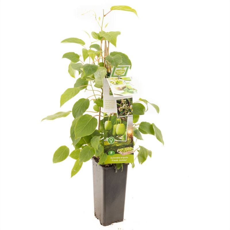 Actinidia arguta 'Fresh Jumbo'