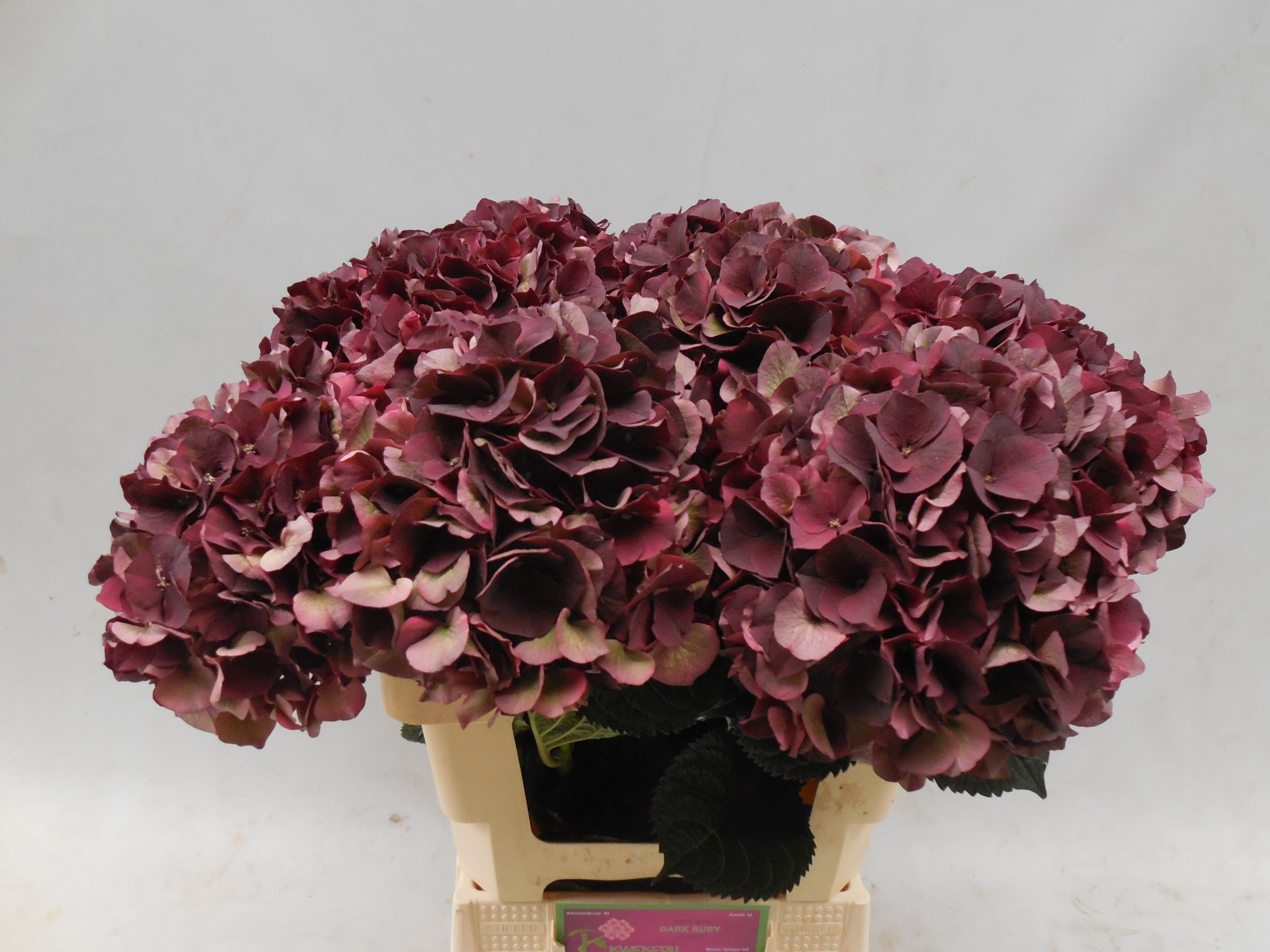 Hydrangea Dark Ruby Classic 50cm 13Ø