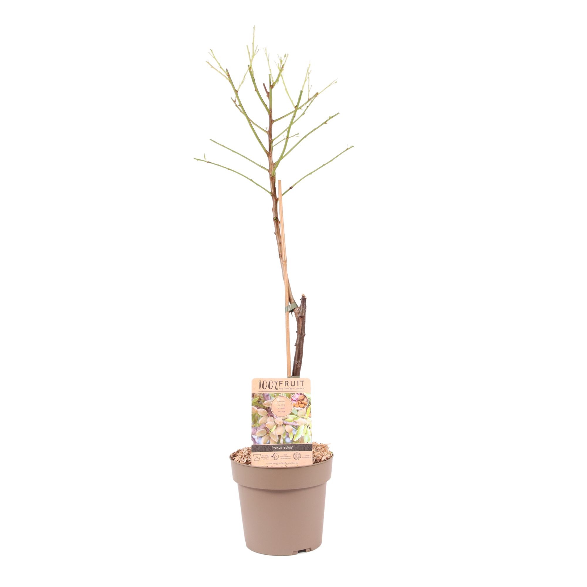 Picture of Prunus dulcis almond tree P21 (4 Ltr) (LOOSE)