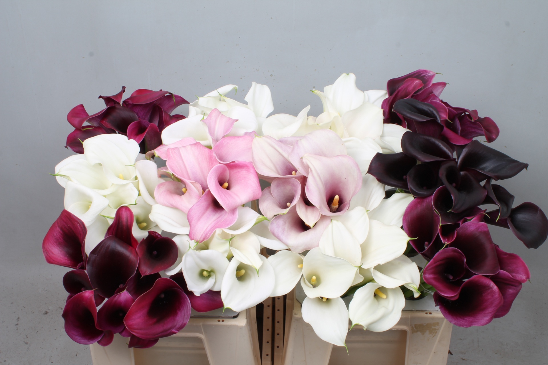 Calla Assorted 40cm