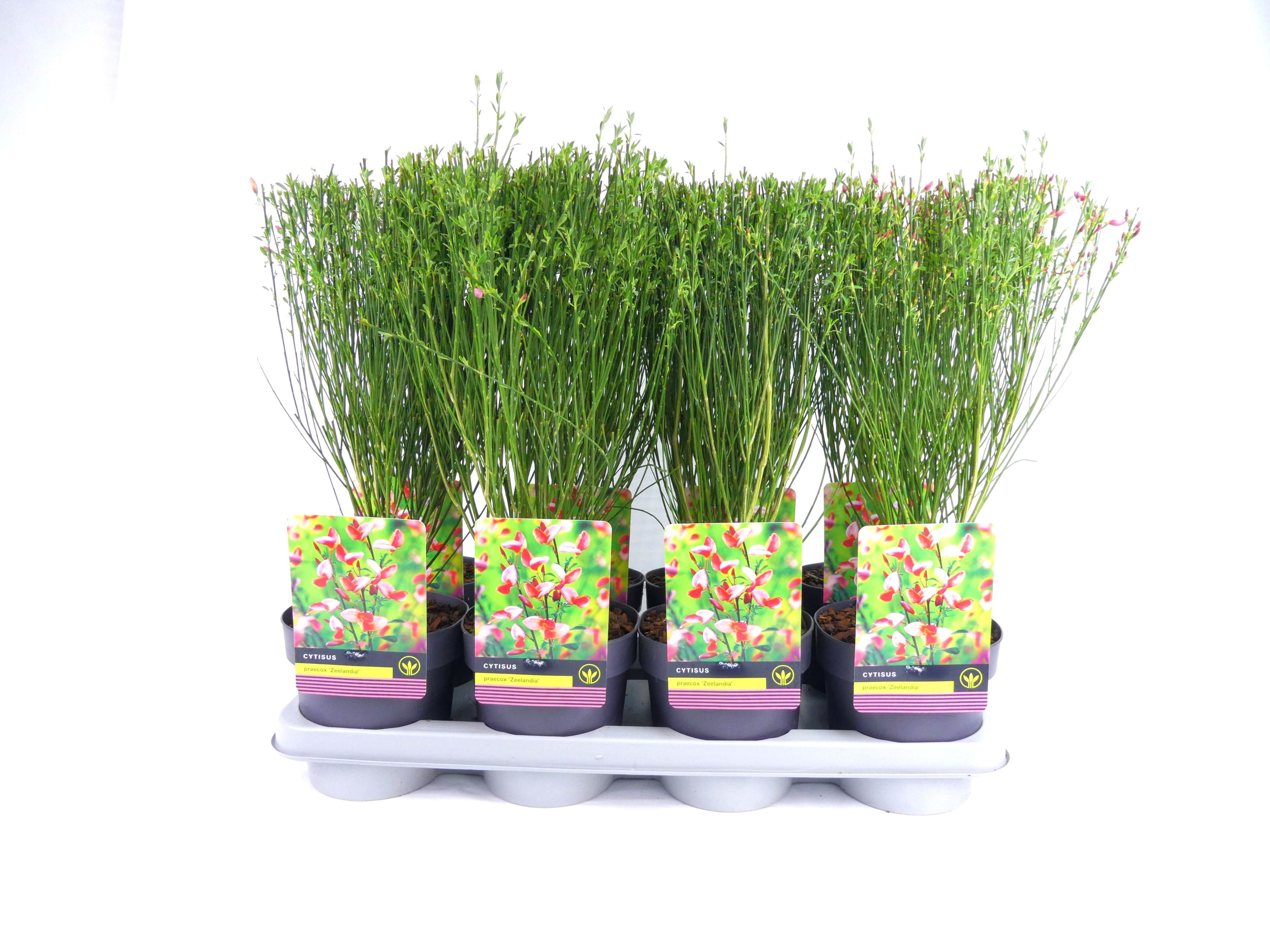 grow bag plant DYNOMYCO 5 Gallon Plant Grow Bags (Six Pack)