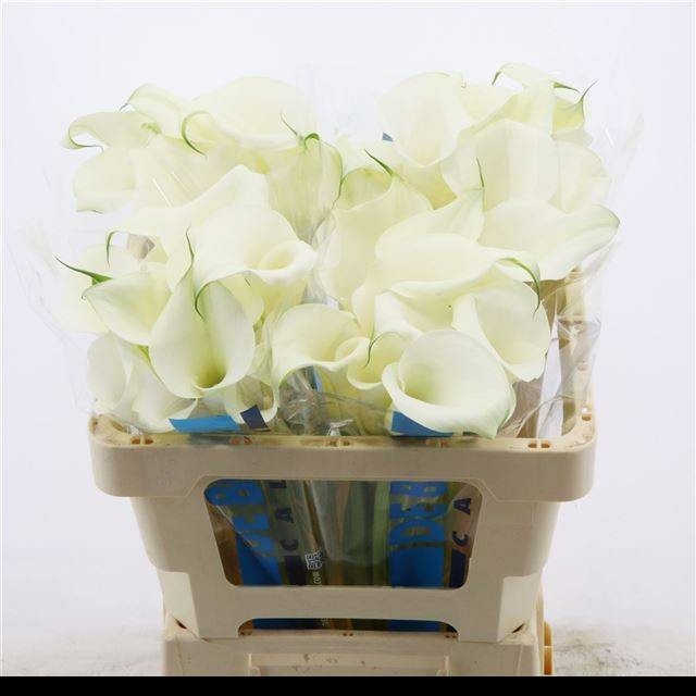 Calla Pure Art 50cm