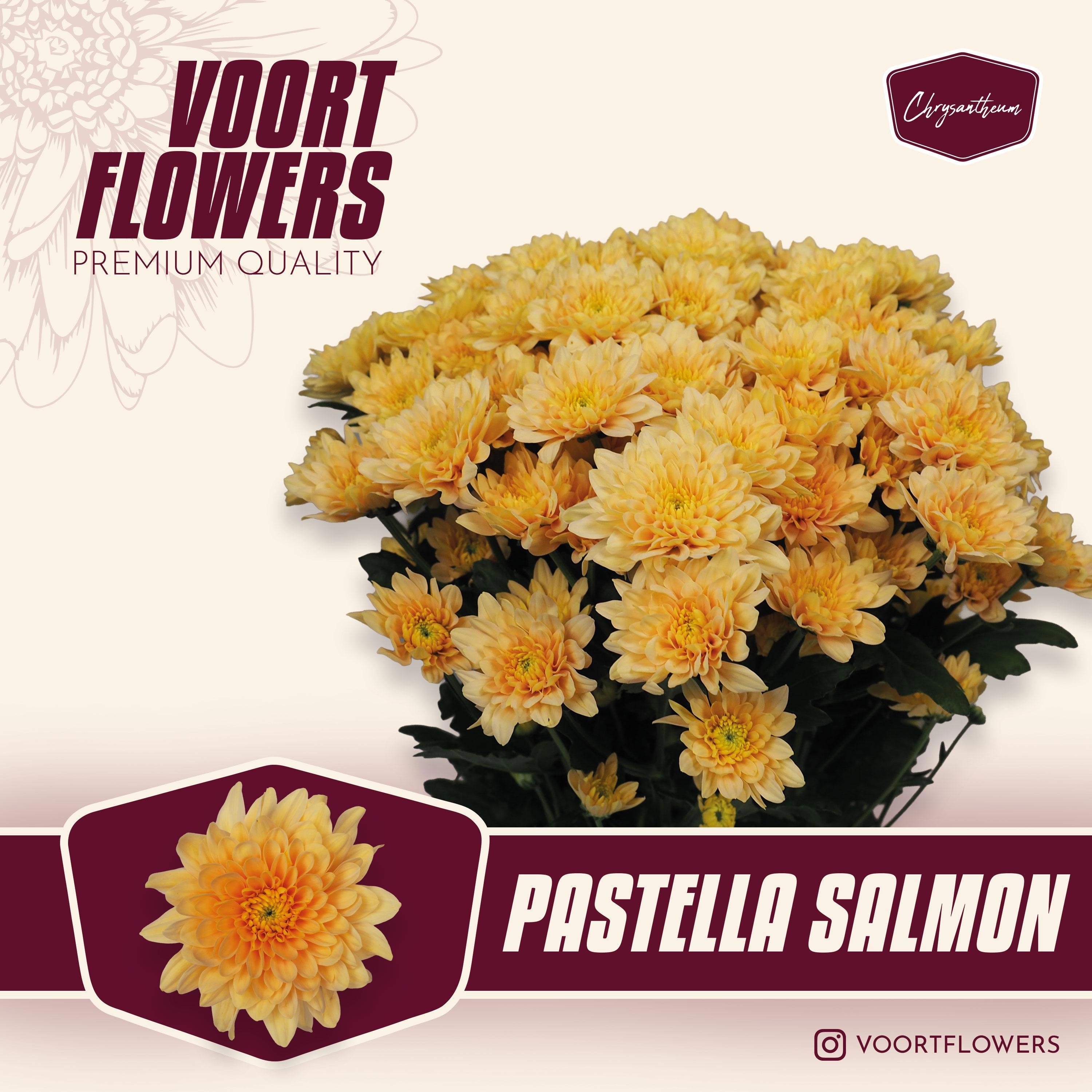Chrys Spray Pastela Salmon 85gram