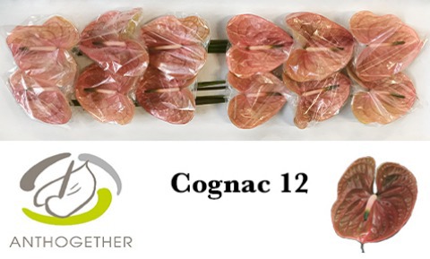 Anth A Cognac