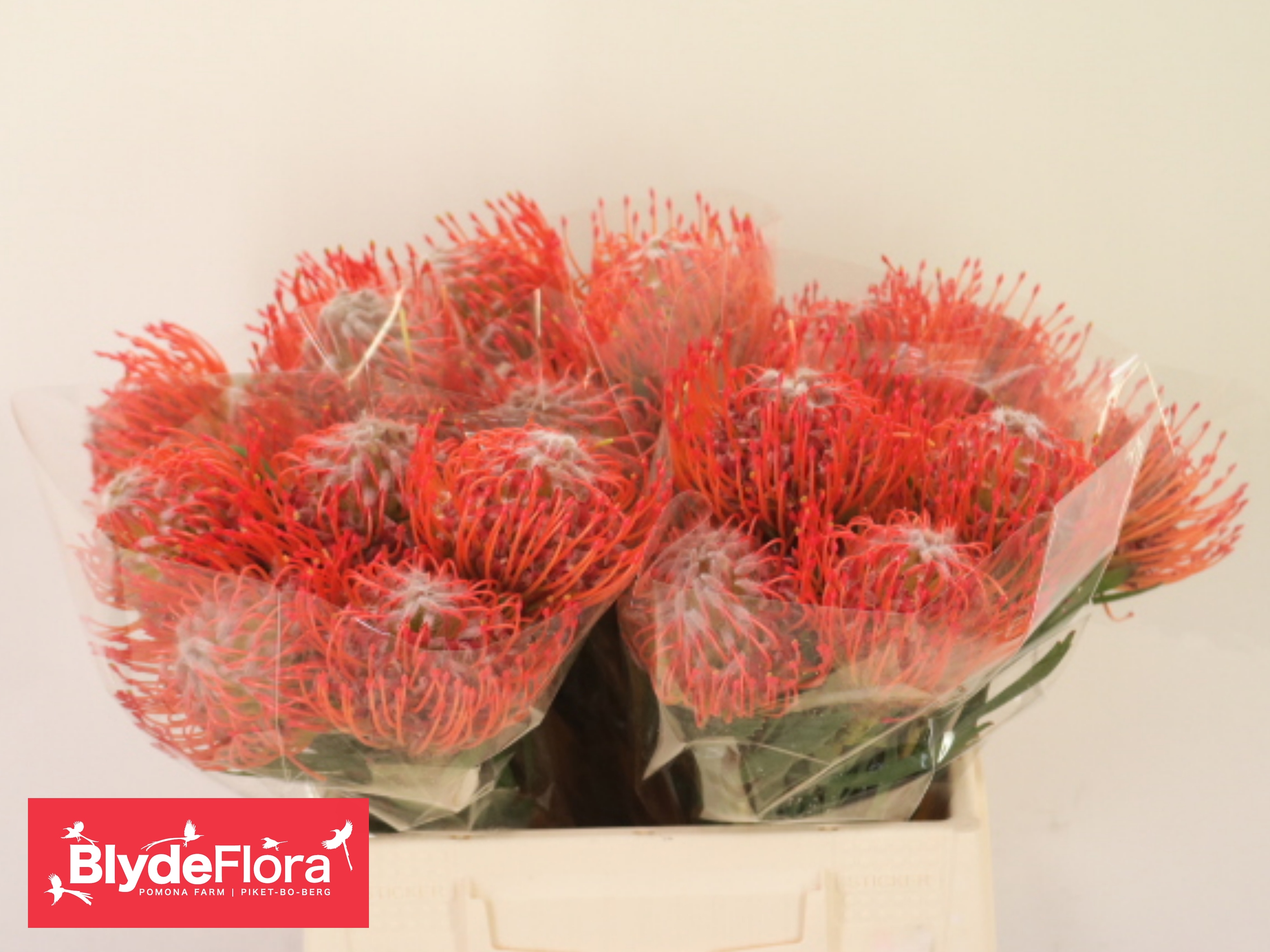 Leucospermum Tango 35cm