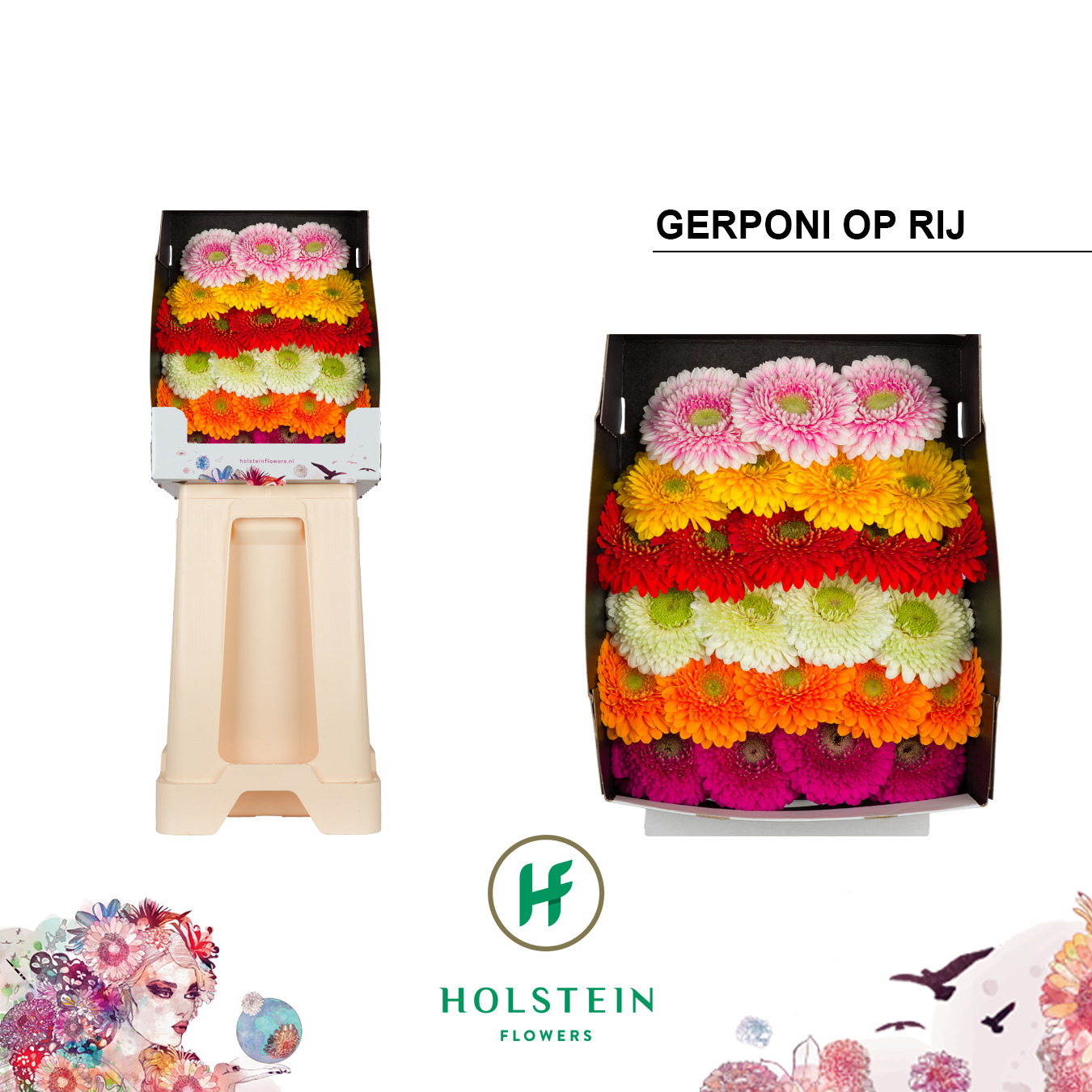 Ge Bv Pom Rij Gem
