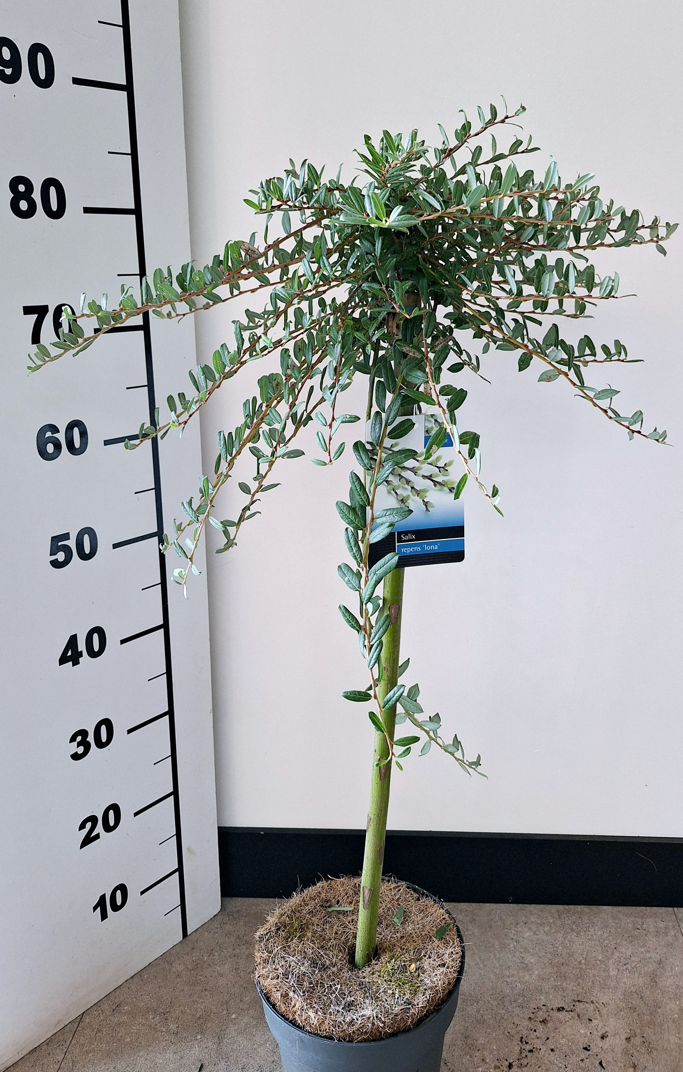 Picture of Salix repens Iona P19 (3 Ltr) 80/STD