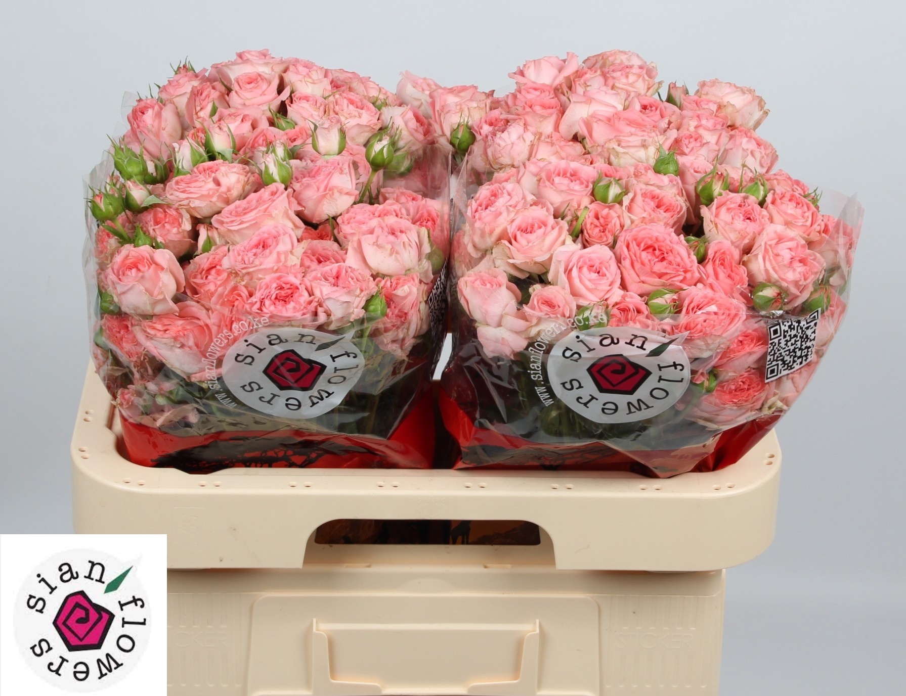 Rosa Spr Femke 60cm