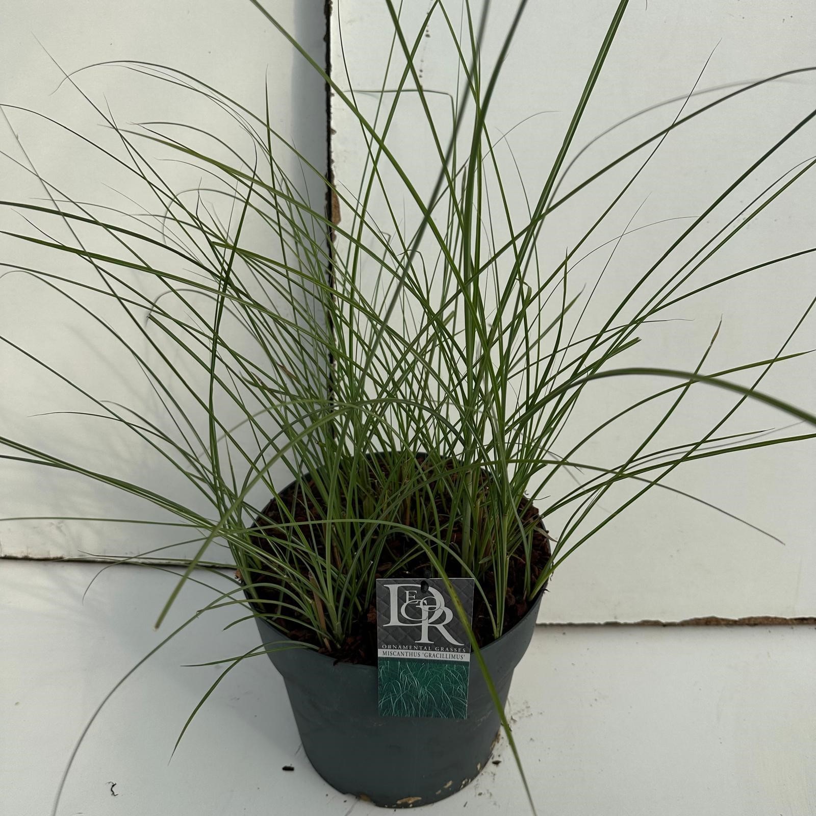 Picture of Miscanthus Gracillimus P29 (10 Ltr)