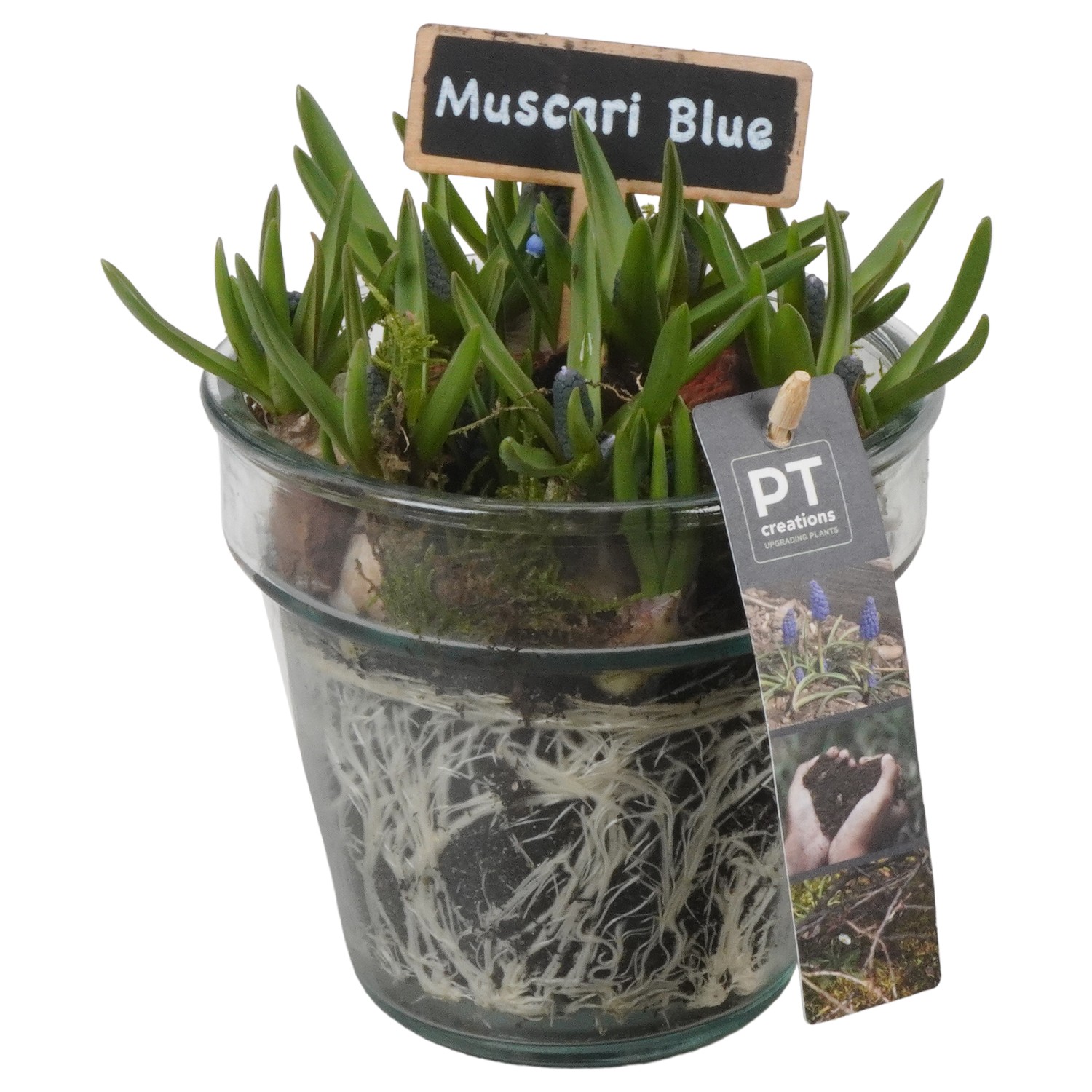 Picture of PTMB1014 Arrangement Muscari in glass vase P13 19CM