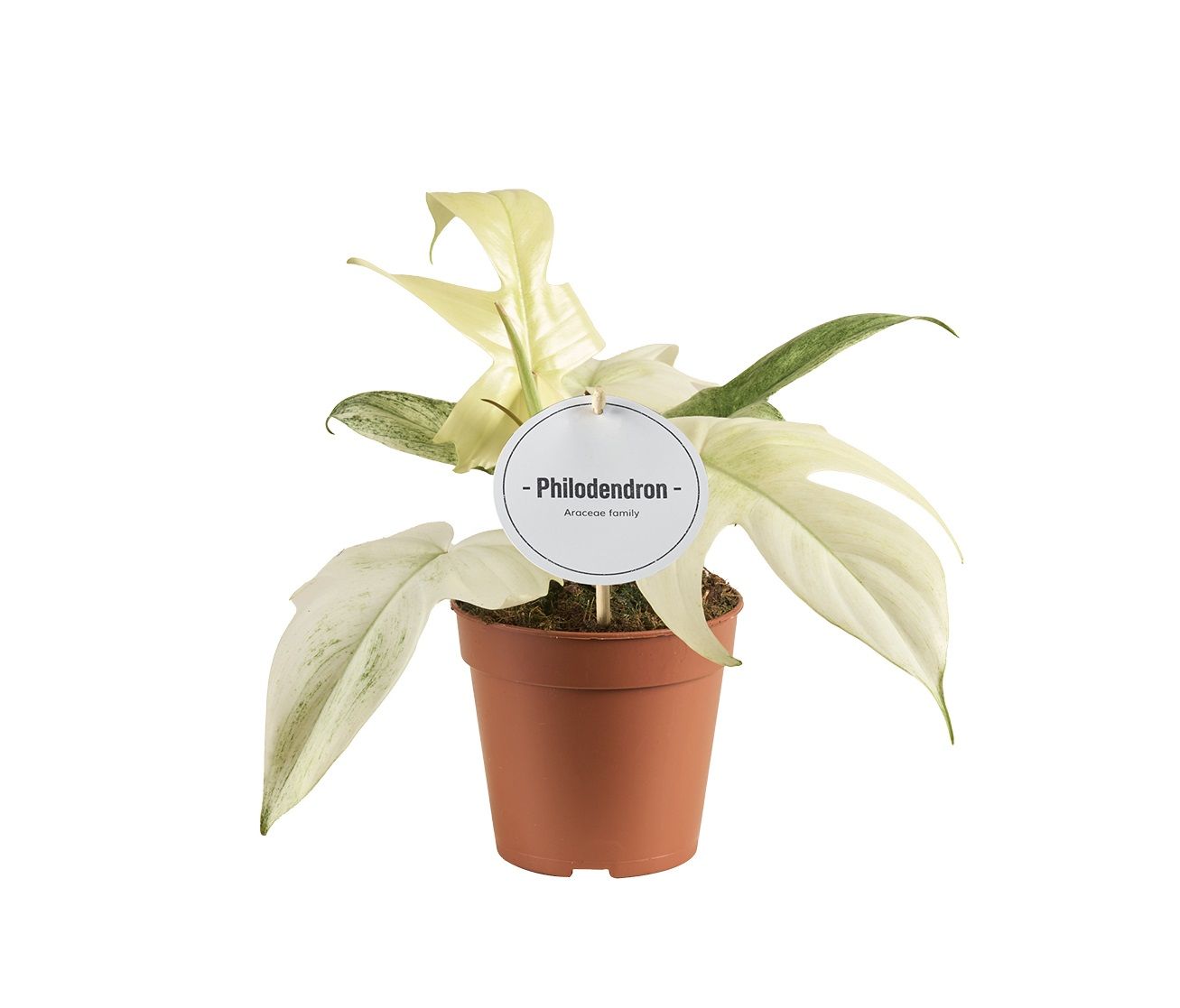 Philodendron Florida Ghost | Hamiplant
