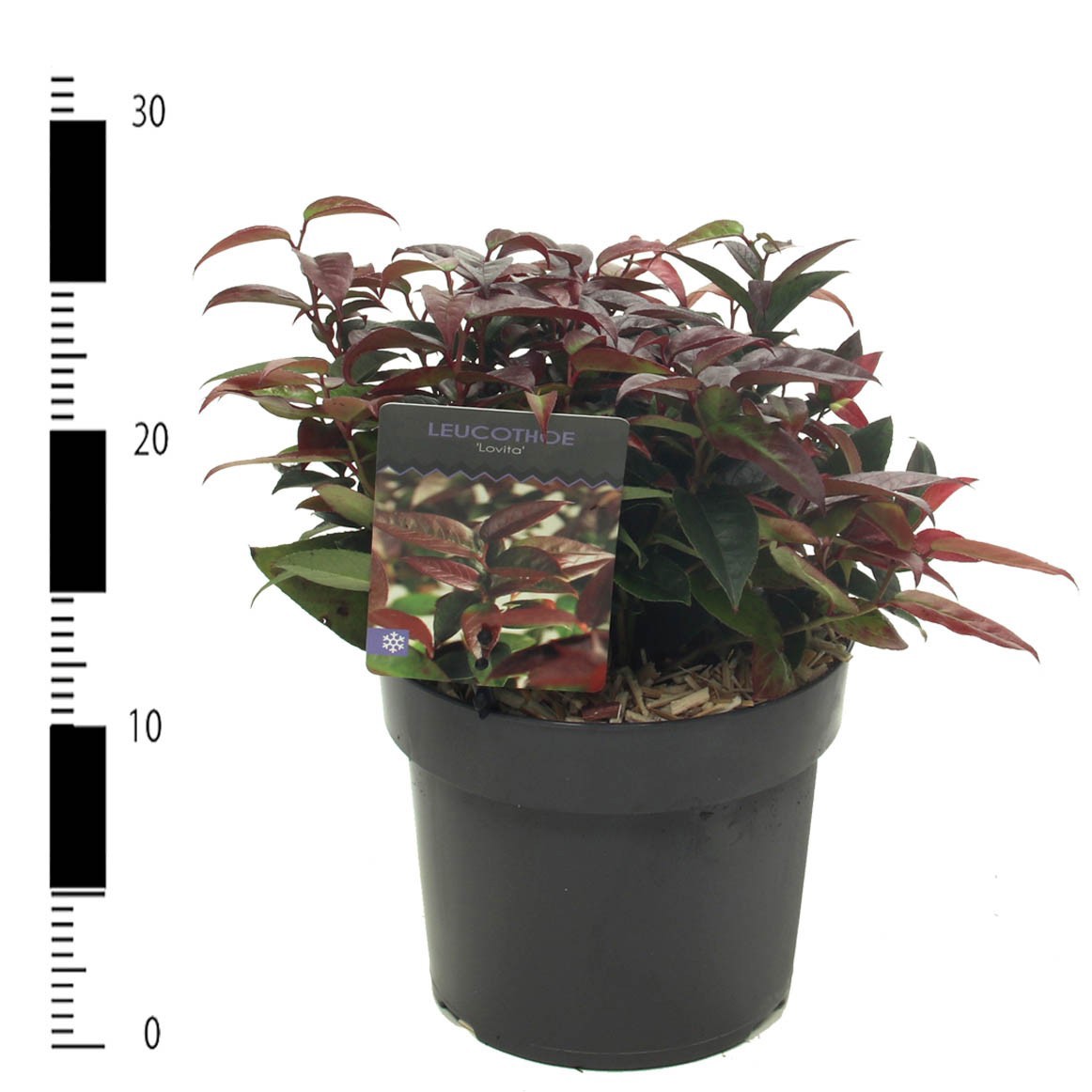 Picture of Leucothoe 'Lovita'