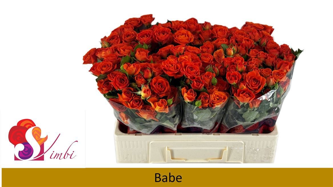 Rosa Spray Babe 50cm