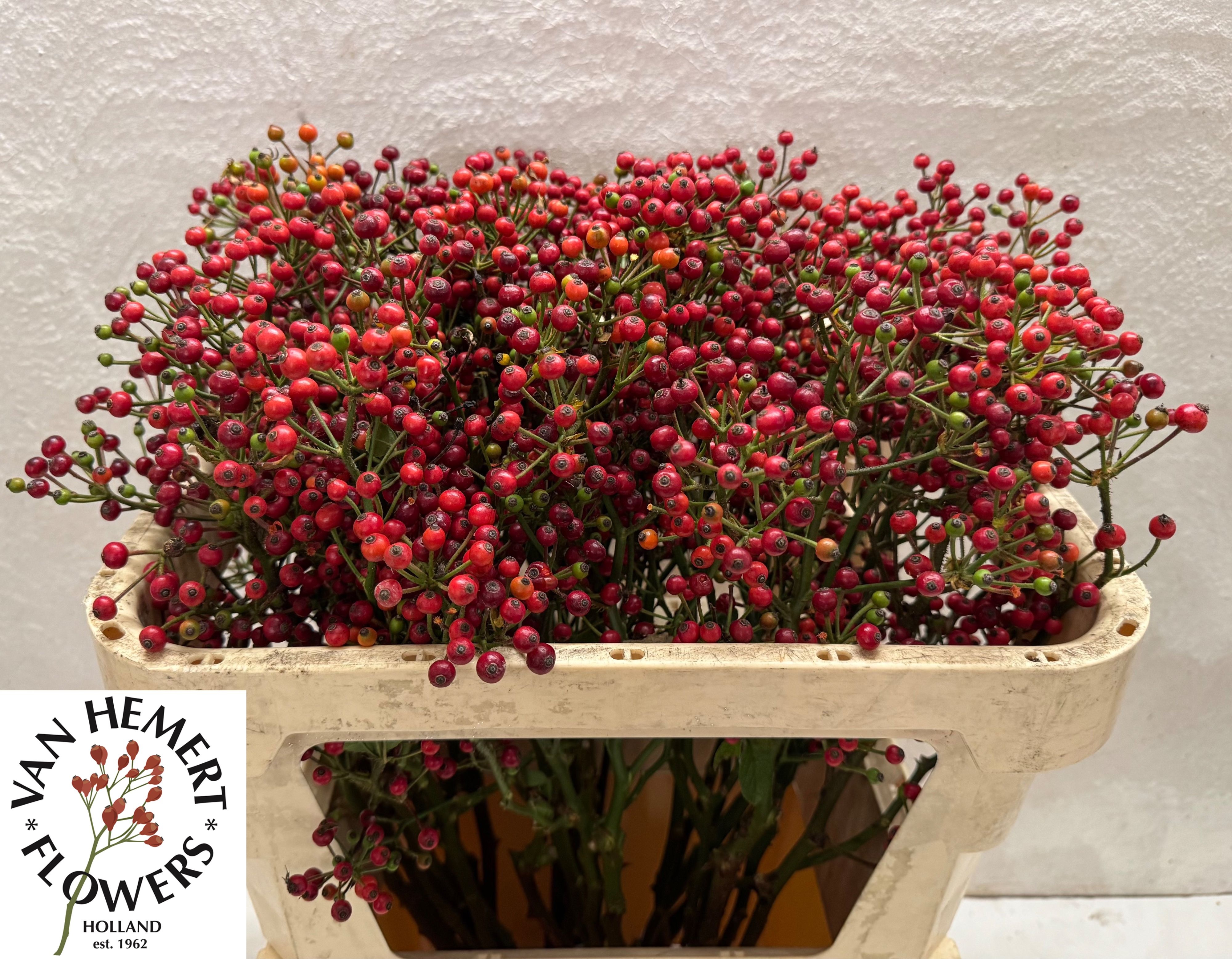 Rosa Red Pearl Hipho 70cm