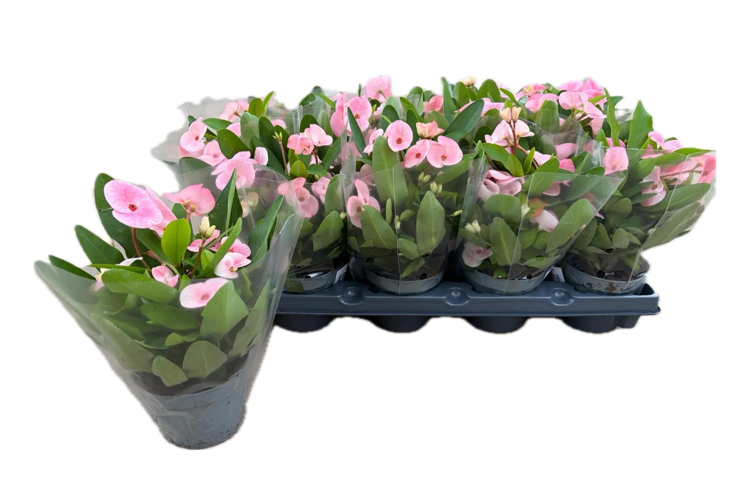 Euphor Mi Charlotte 10Ø 24cm