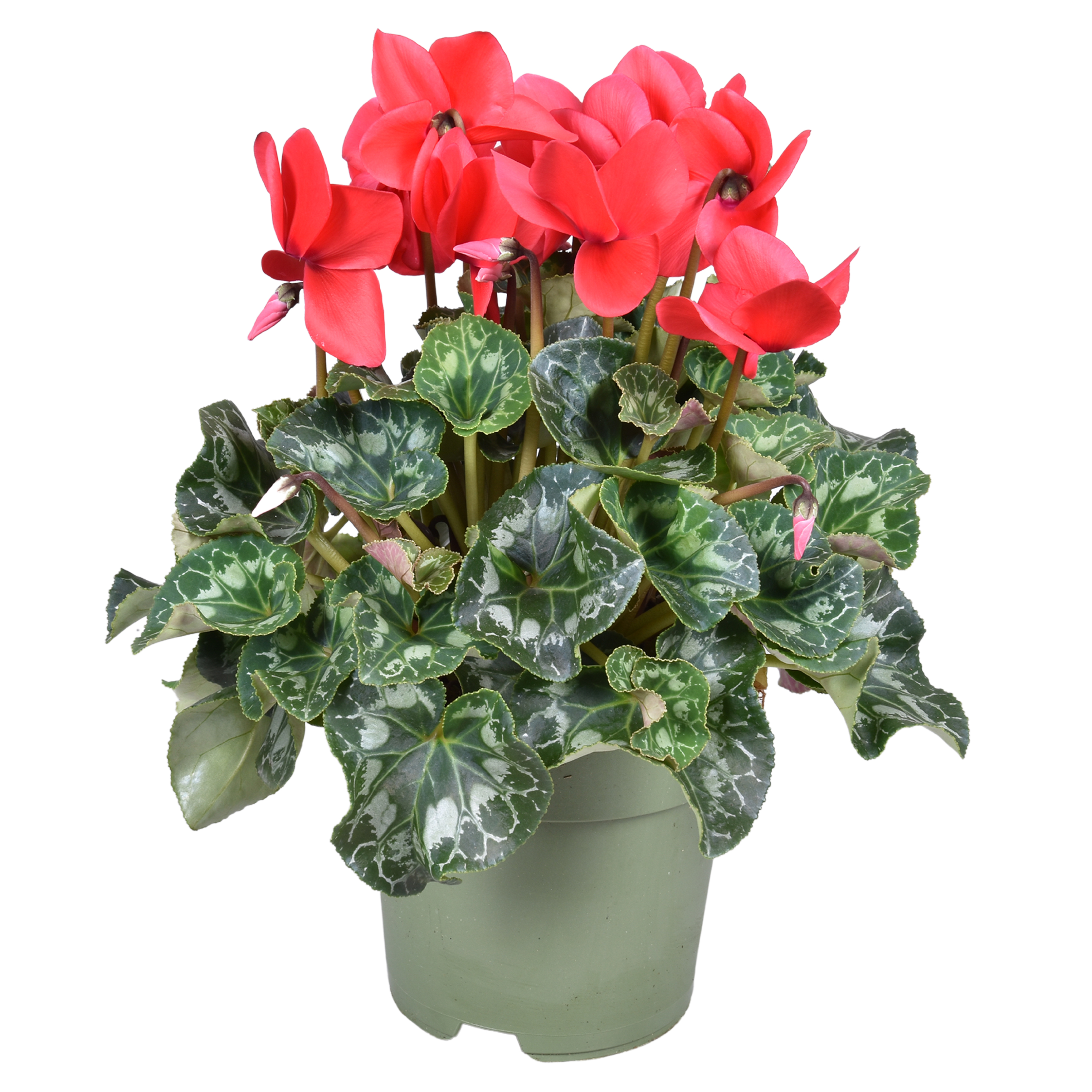 Picture of Cyclamen F1 XL Red P17 35CM