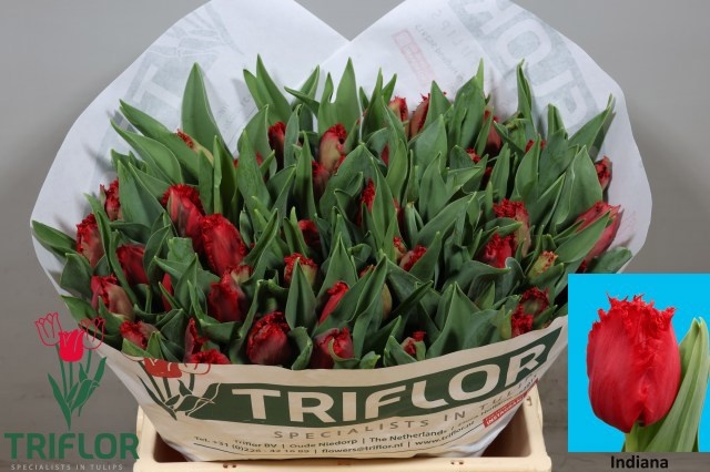 Tulipa Frilled Indiana 37cm 34gram