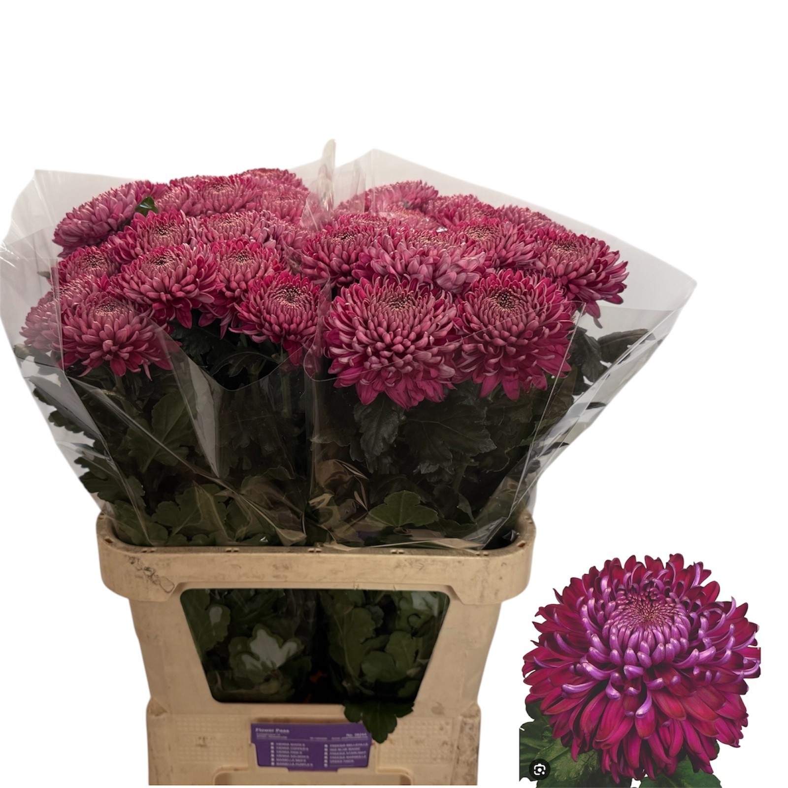 Chrys Single Regalm Purper 80cm 90gram