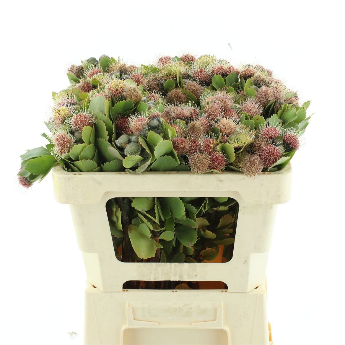 Cape Green (BERZELIA) 50cm