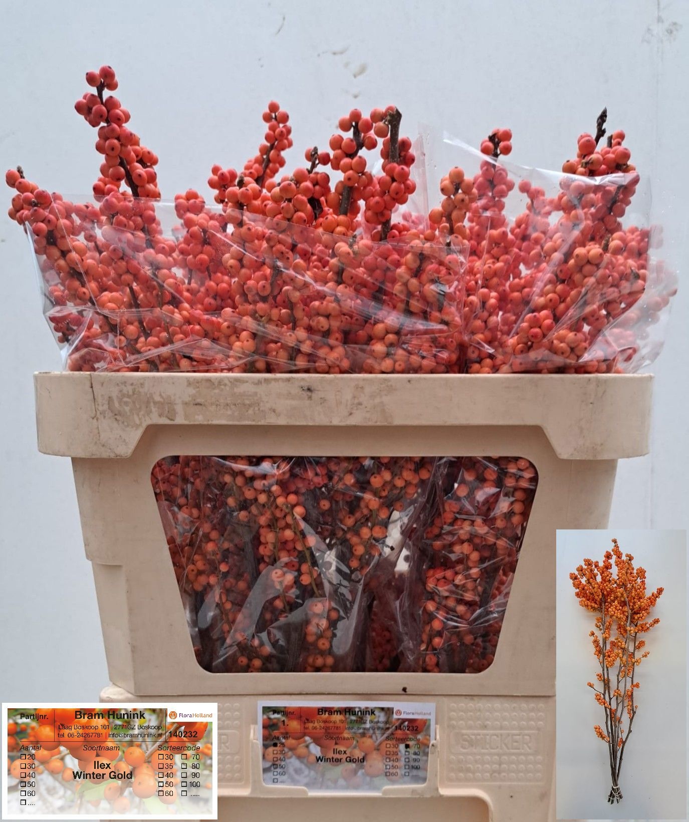 Ilex Winter Gold 70cm