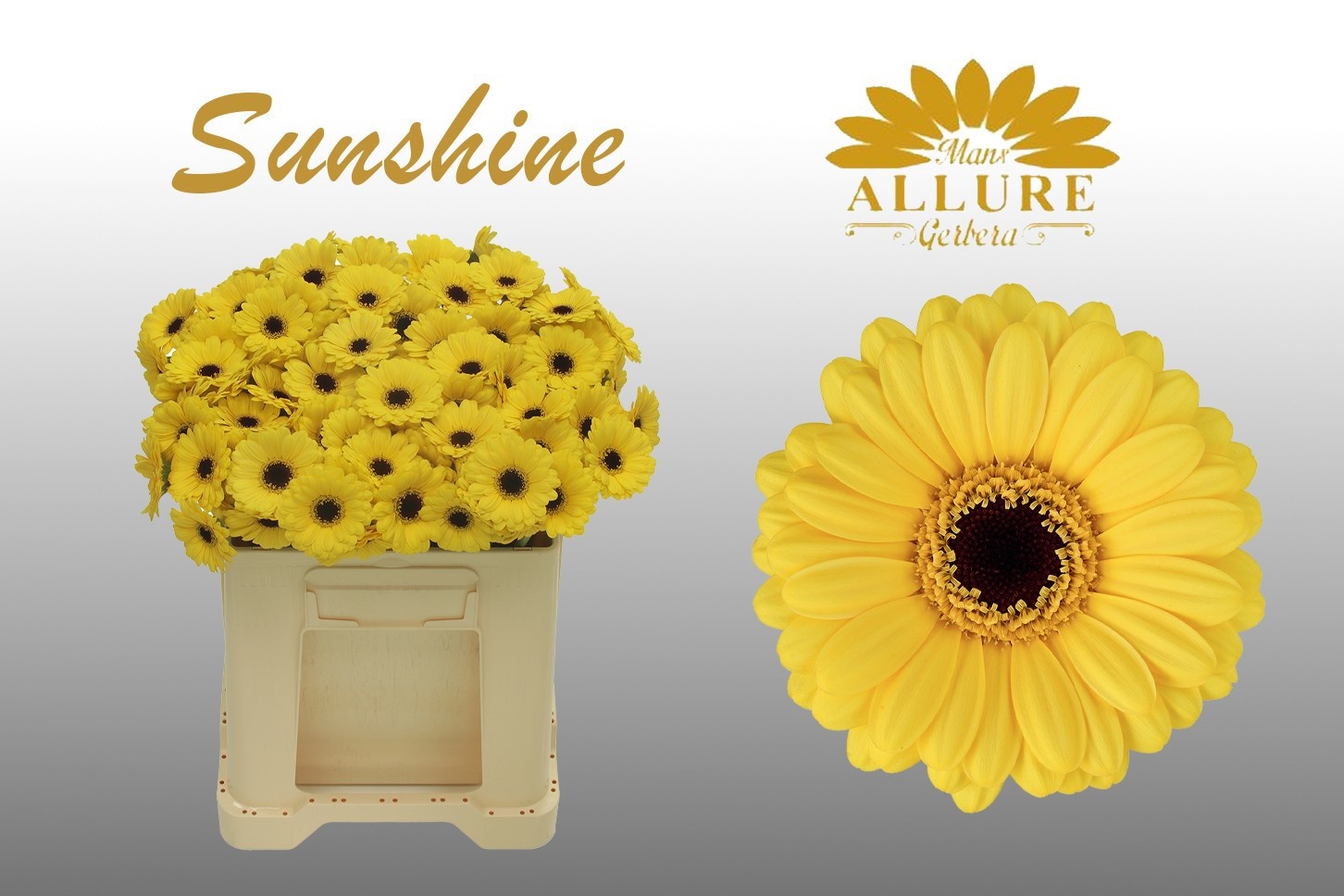 Gerbera Mini Sunshine