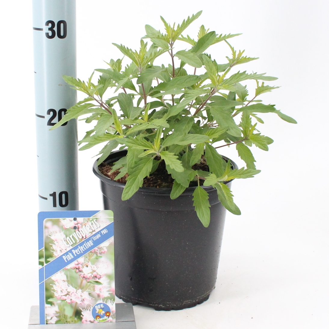 Picture of Caryopteris Pink Perfection ('Lisspin'PBR)