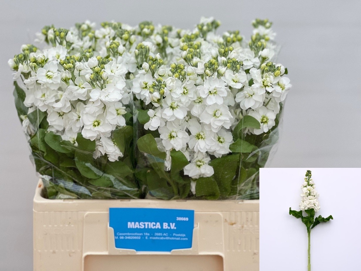 Matthiola Stox White 60cm
