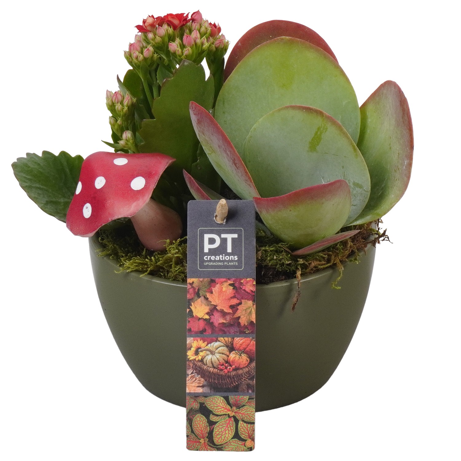 Picture of PTAO5809 Arrangement Autumn Indoor in ceramic bowl P14 19CM