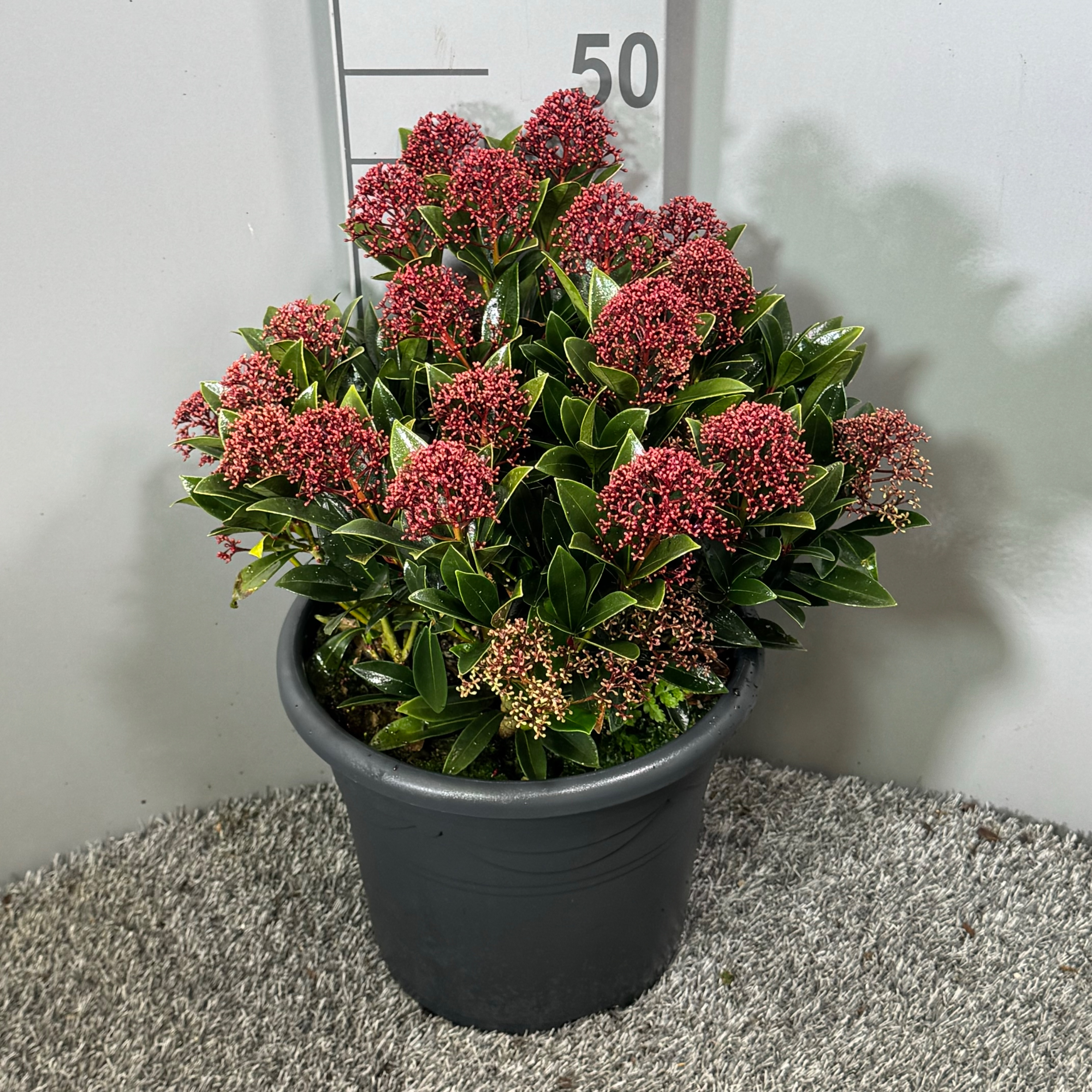 Picture of Skimmia japonica Antarctica P26 (7.5 Ltr) (LOOSE)