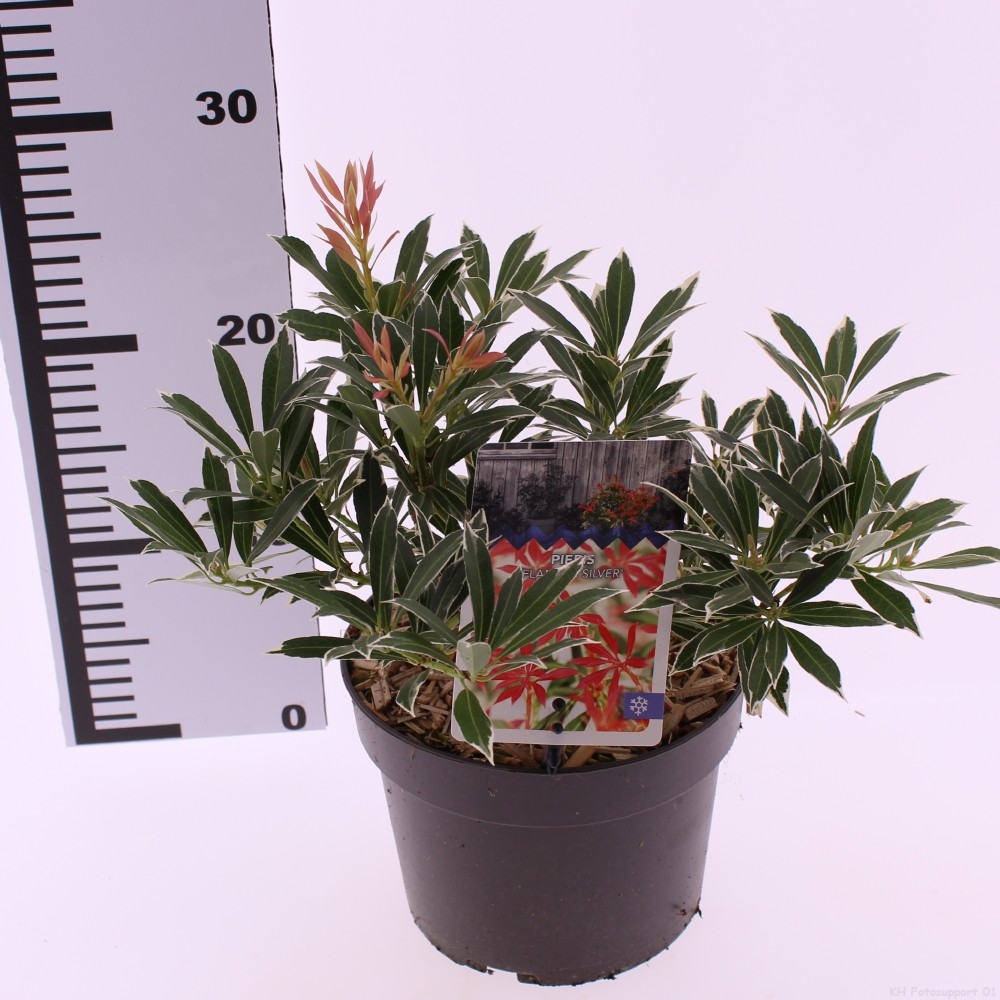 Picture of Pieris 'Flaming Silver'