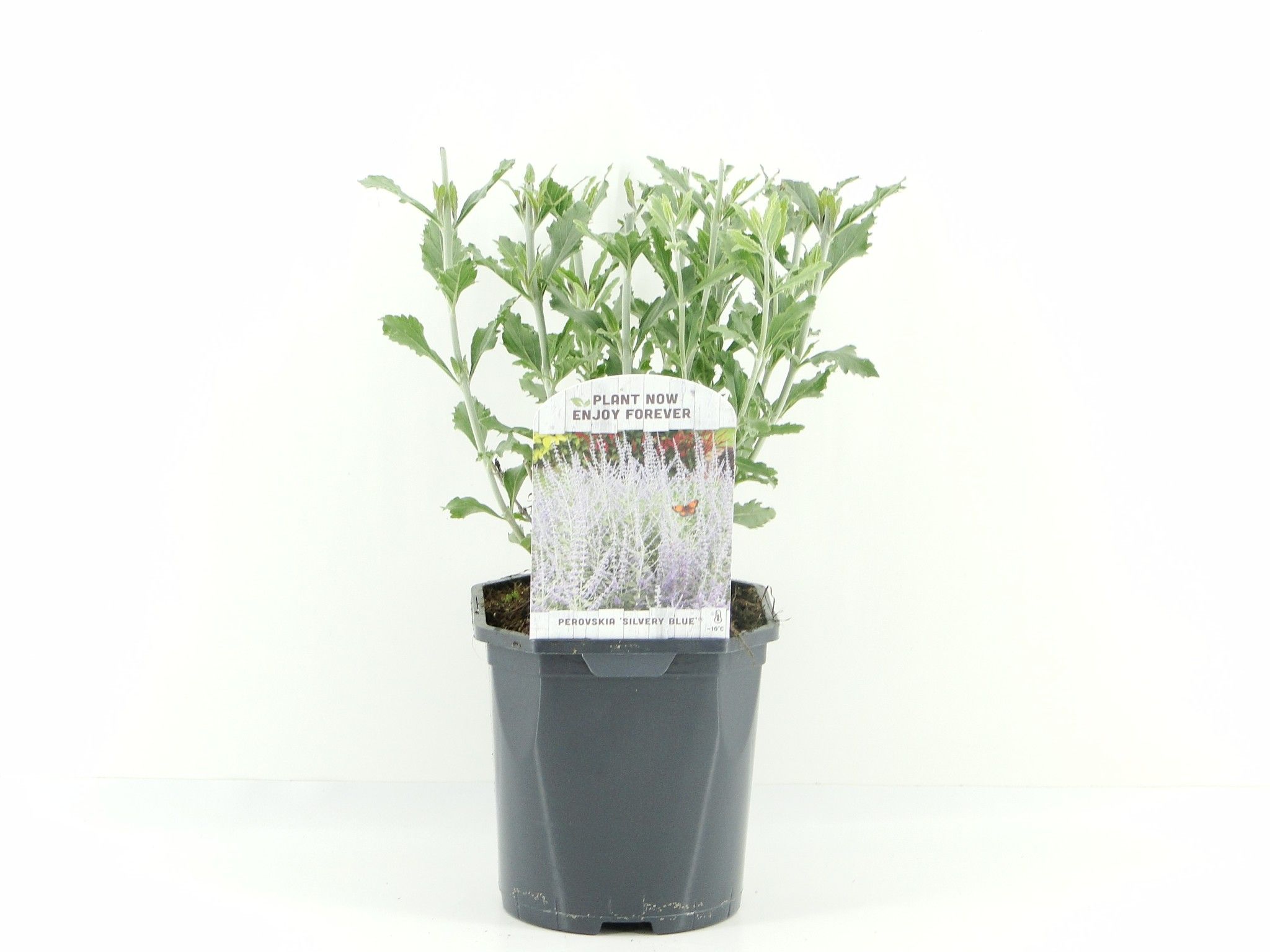 Picture of Perovskia atr. Silvery Blue