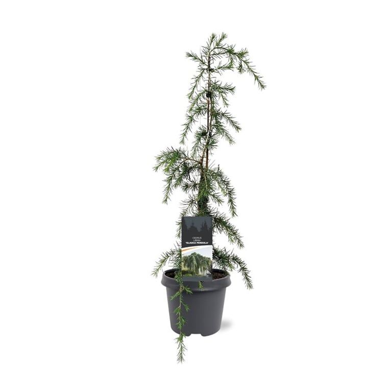 Cedrus deodara 'Pendula'