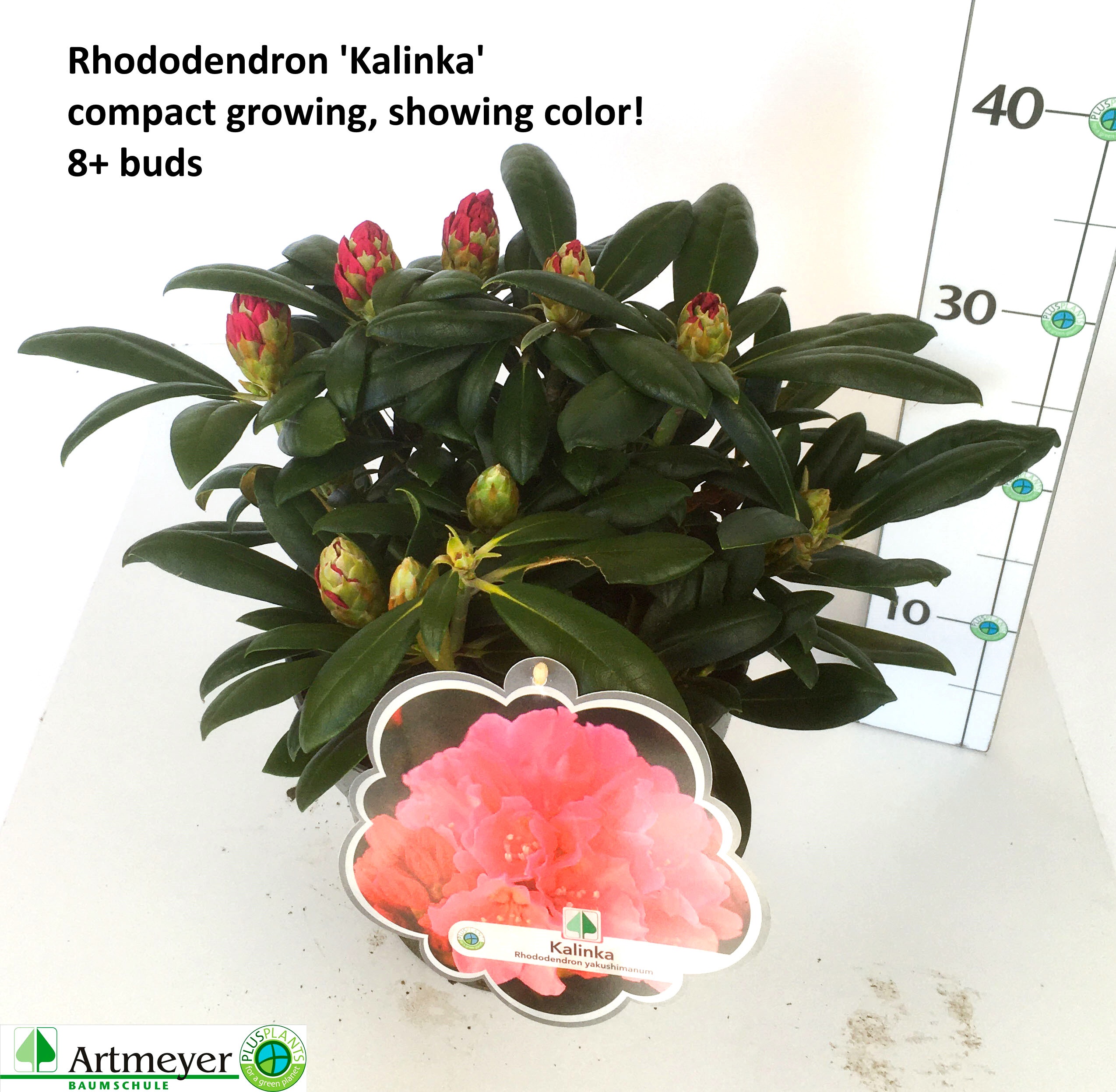 zimmerpflanze rhododendron Rhododendron rot kaufen | Rhododendron 'Nova Zembla'