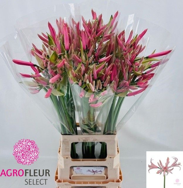 Ne Elegance Casandra 80cm