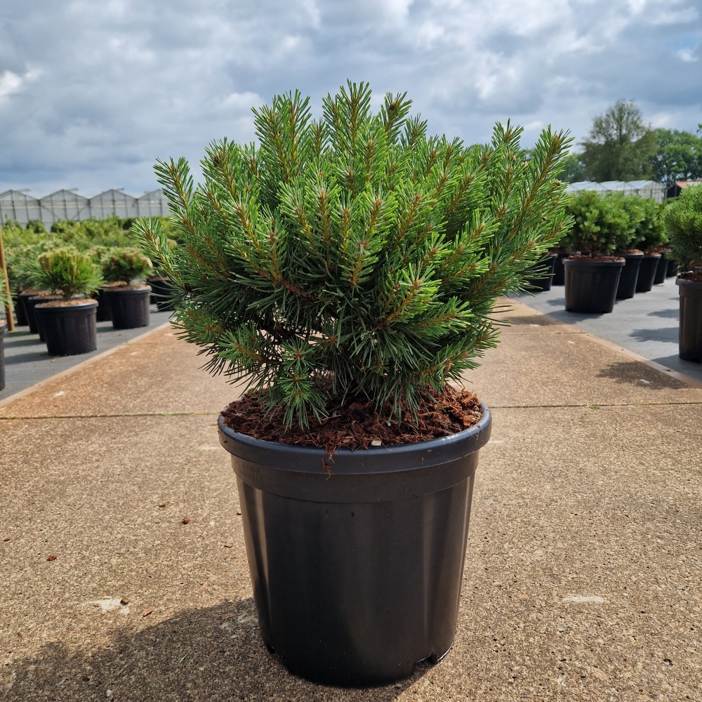 Picture of Pinus sylvestris Sandringham C18 40/+