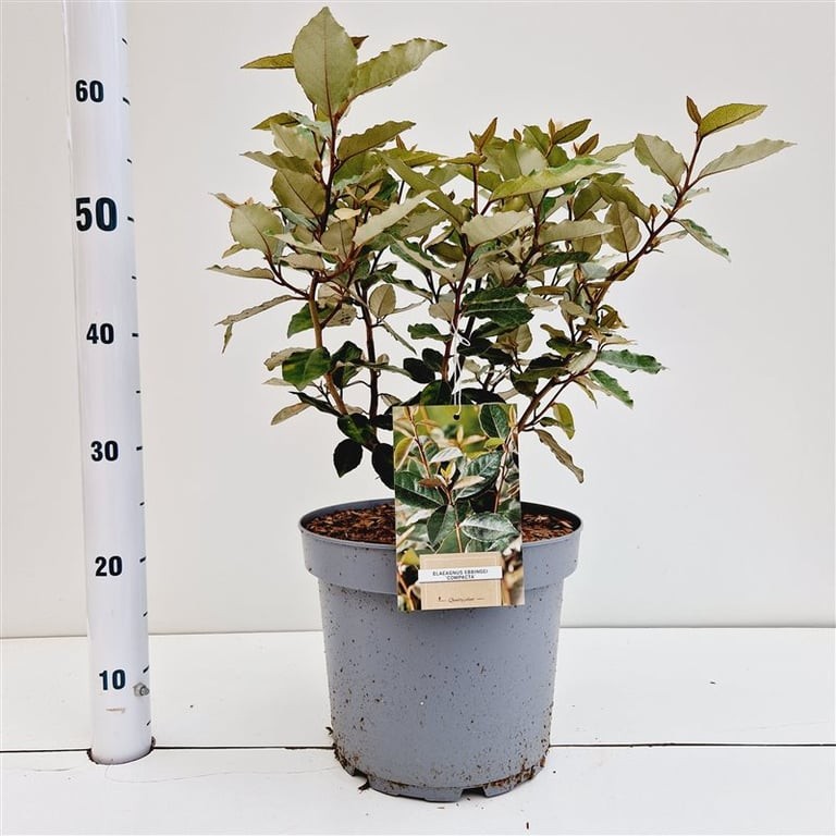 Picture of Elaeagnus ebbingei 'Compacta'