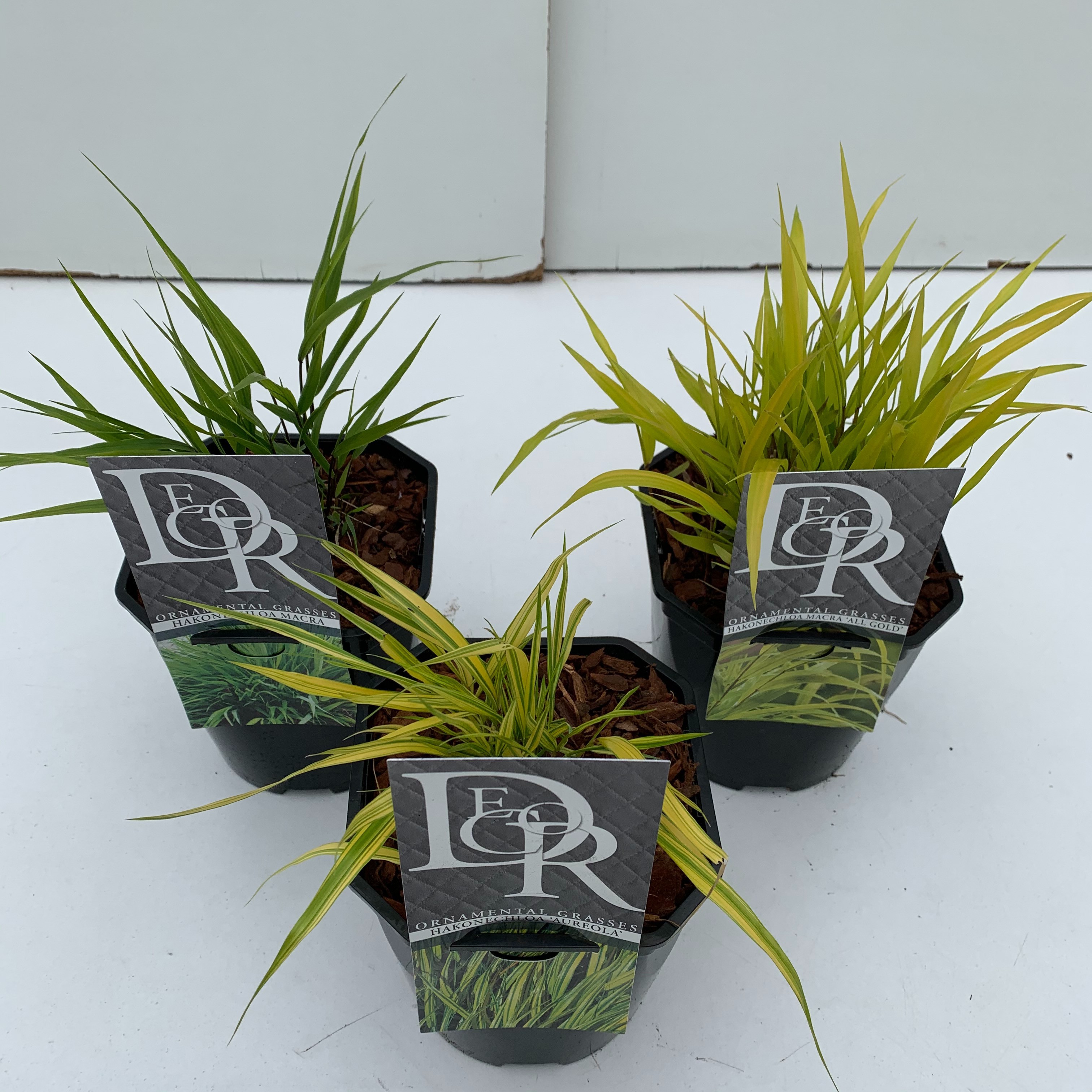 Hakonechloa mix