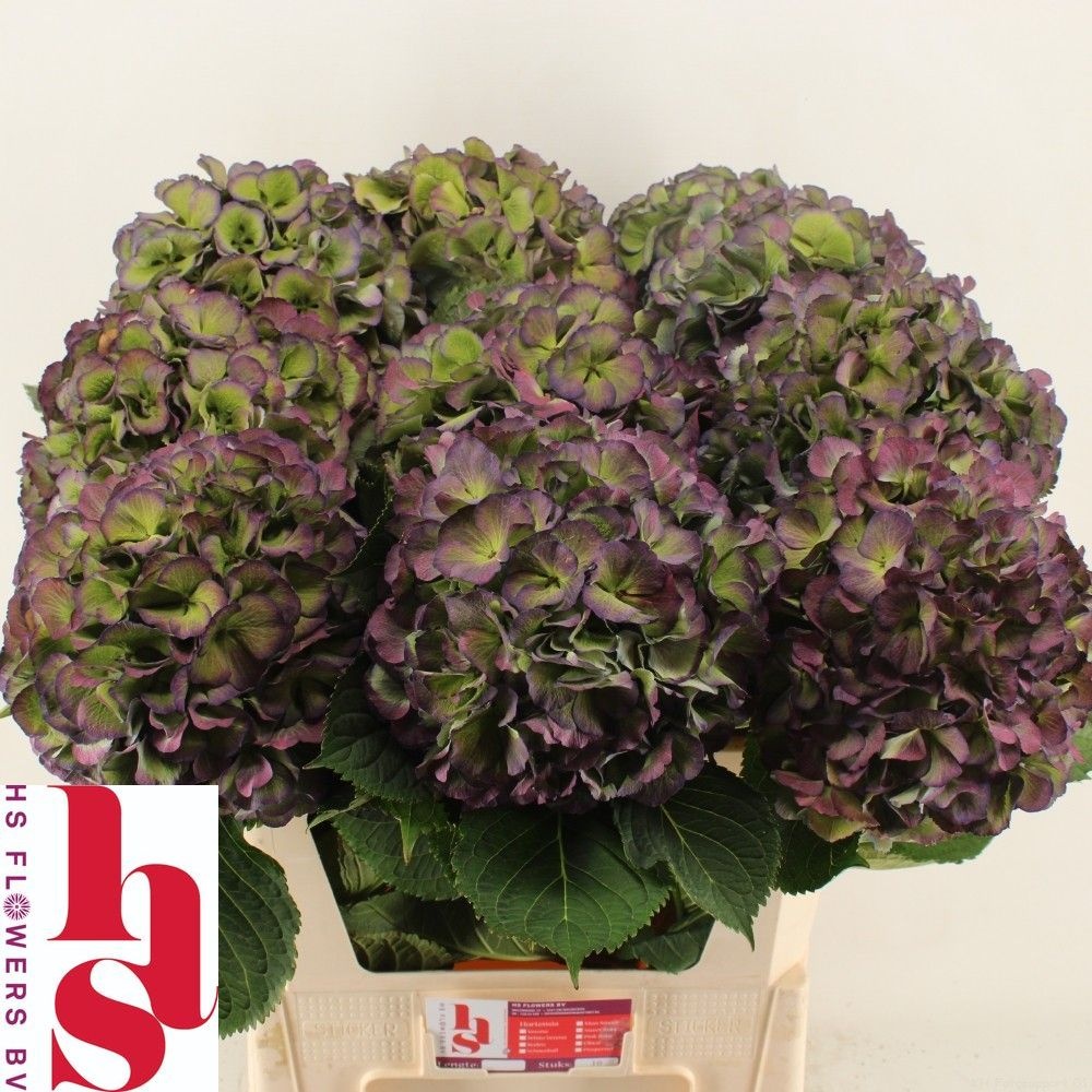 Hydrangea Elbtal Classic Pink 80cm 24Ø