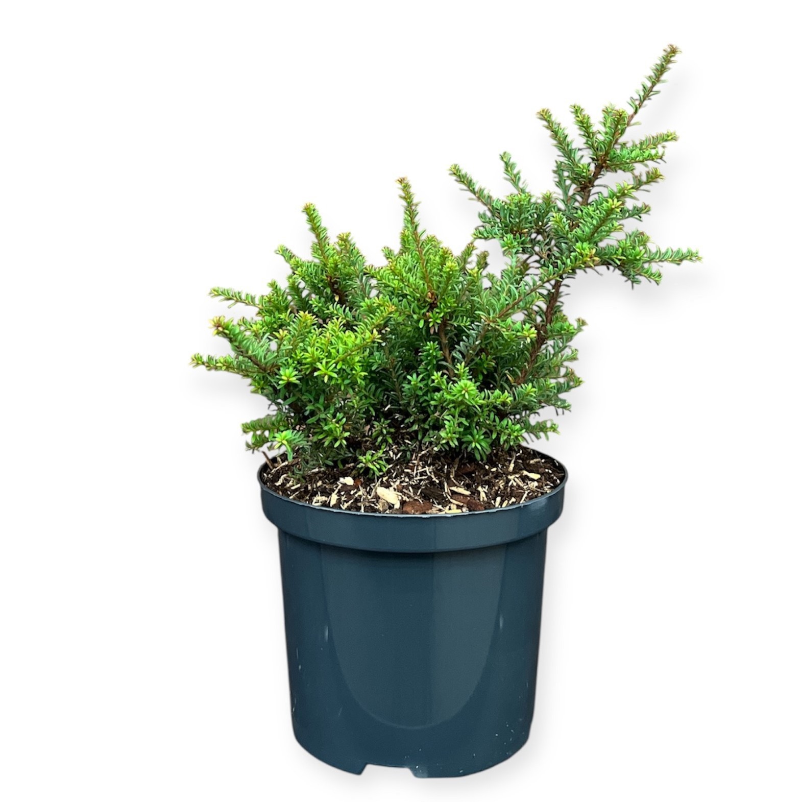Podocarpus 'Chocolate Box'