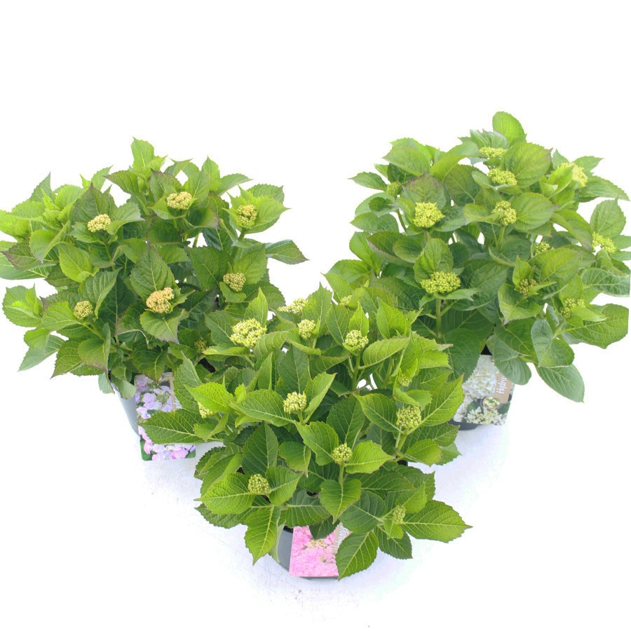 Picture of Hydrangea macr. MIX C5 (23cm.) Kn.
