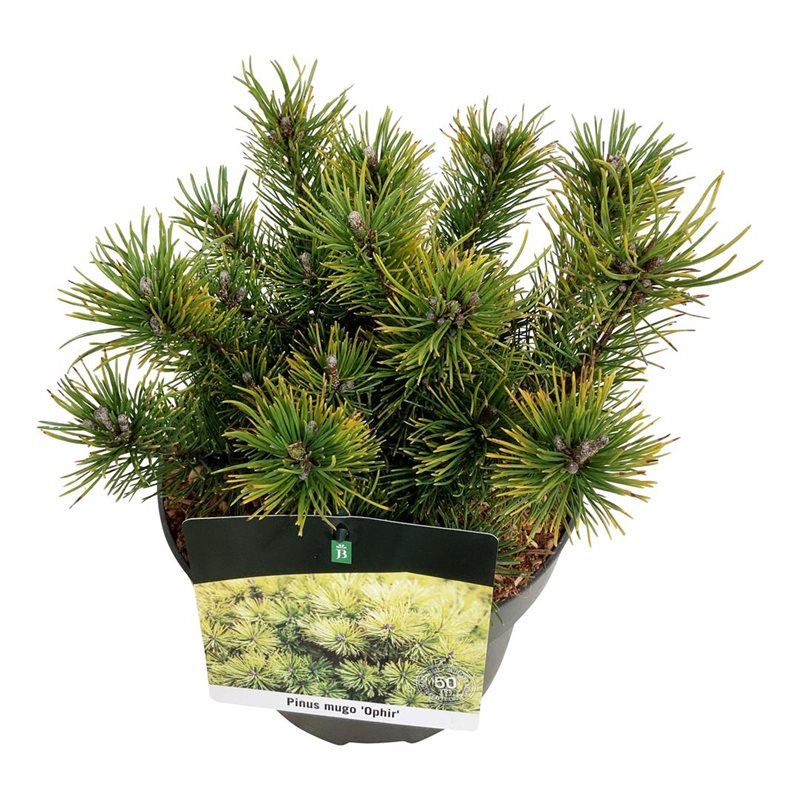 Picture of Pinus mugo 'Ophir'