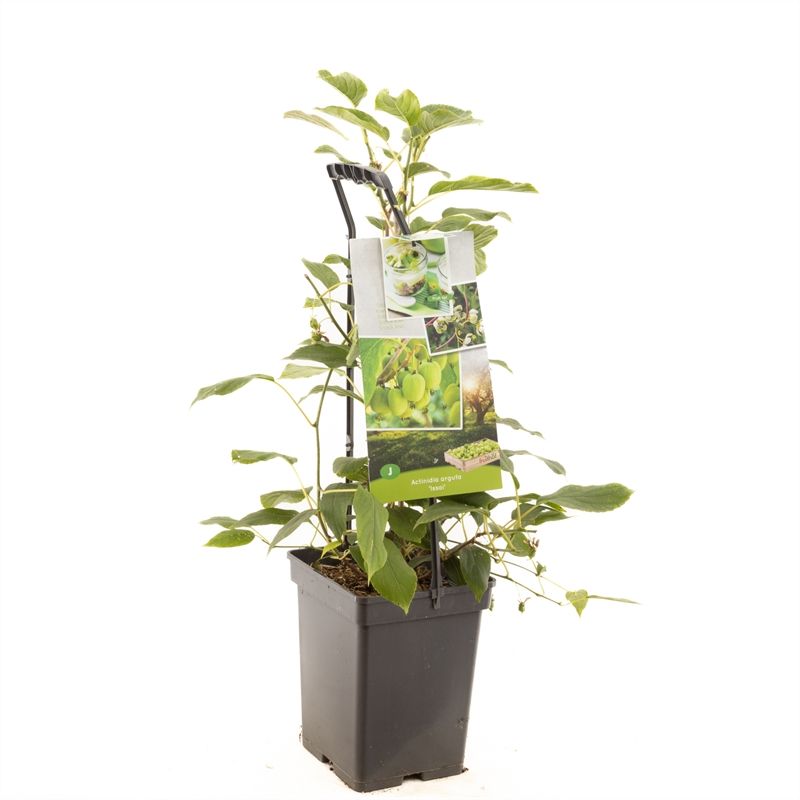 Actinidia arguta 'Issai'